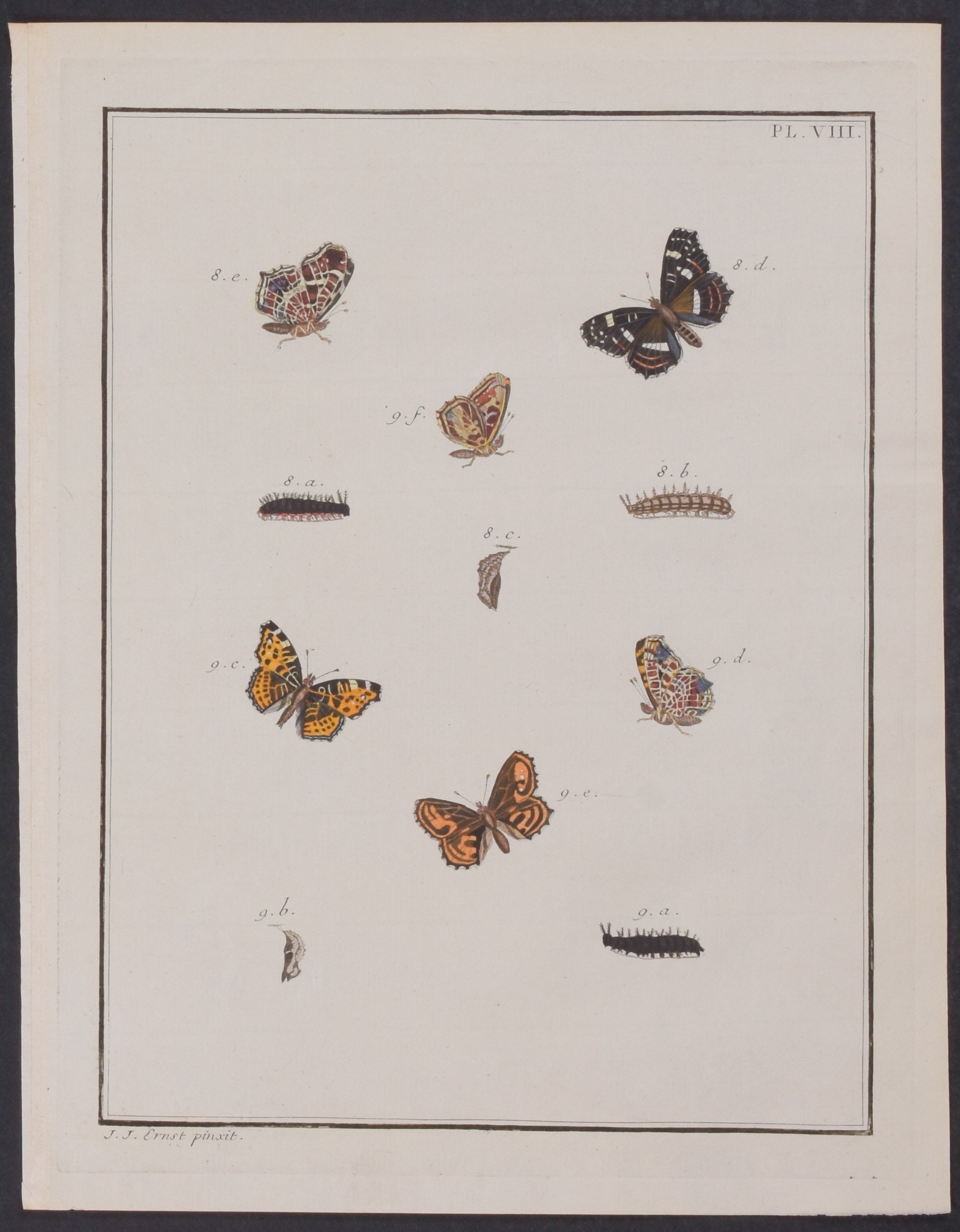Butterfly Metamorphosis