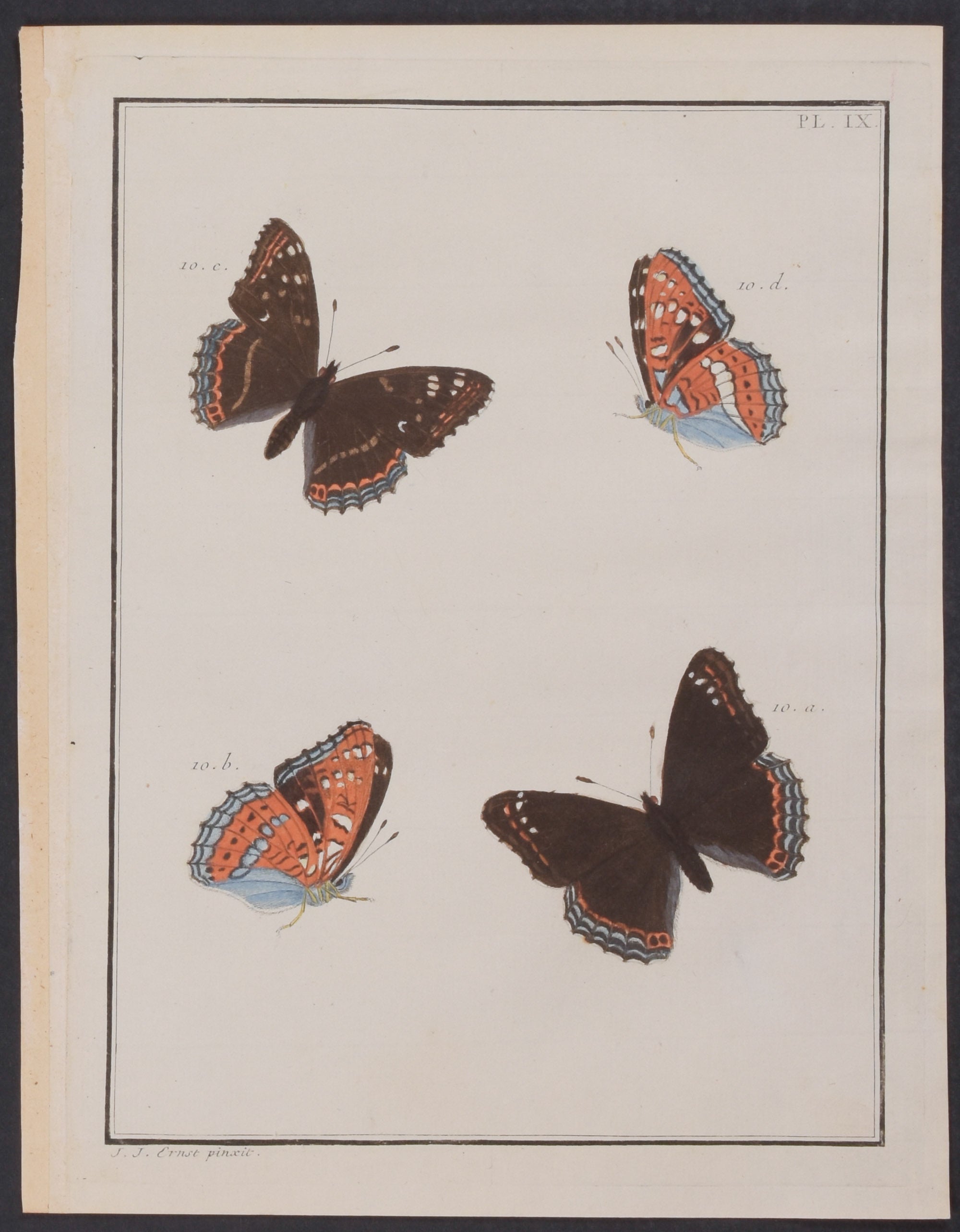 Butterflies