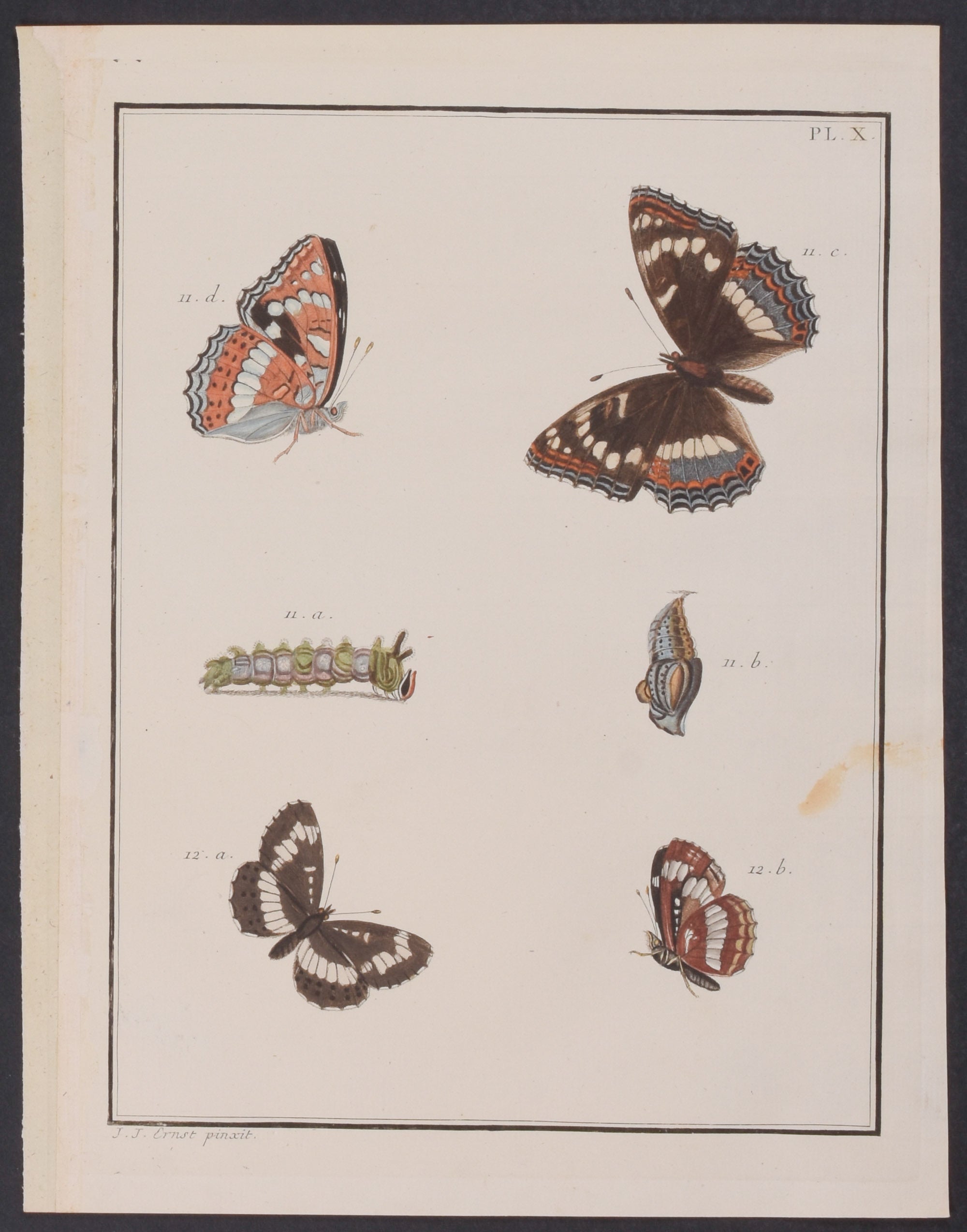 Butterfly Metamorphosis