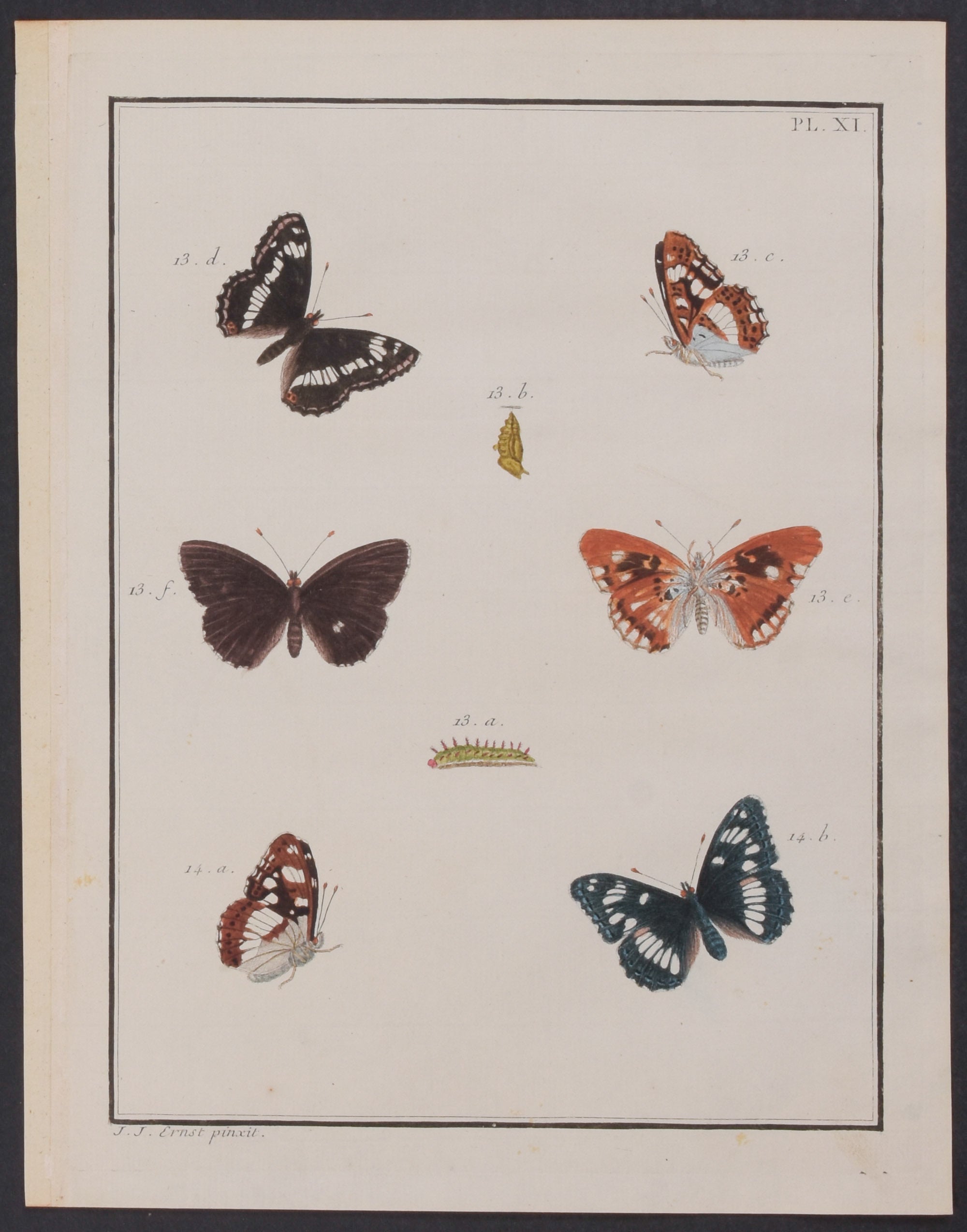 Butterfly Metamorphosis