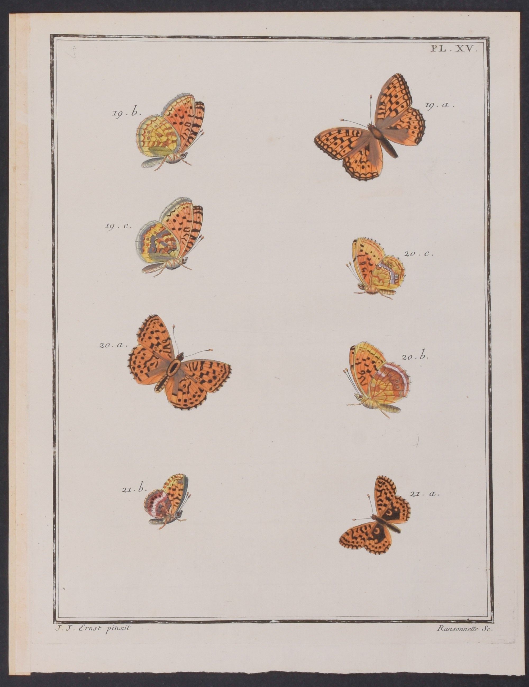 Butterflies