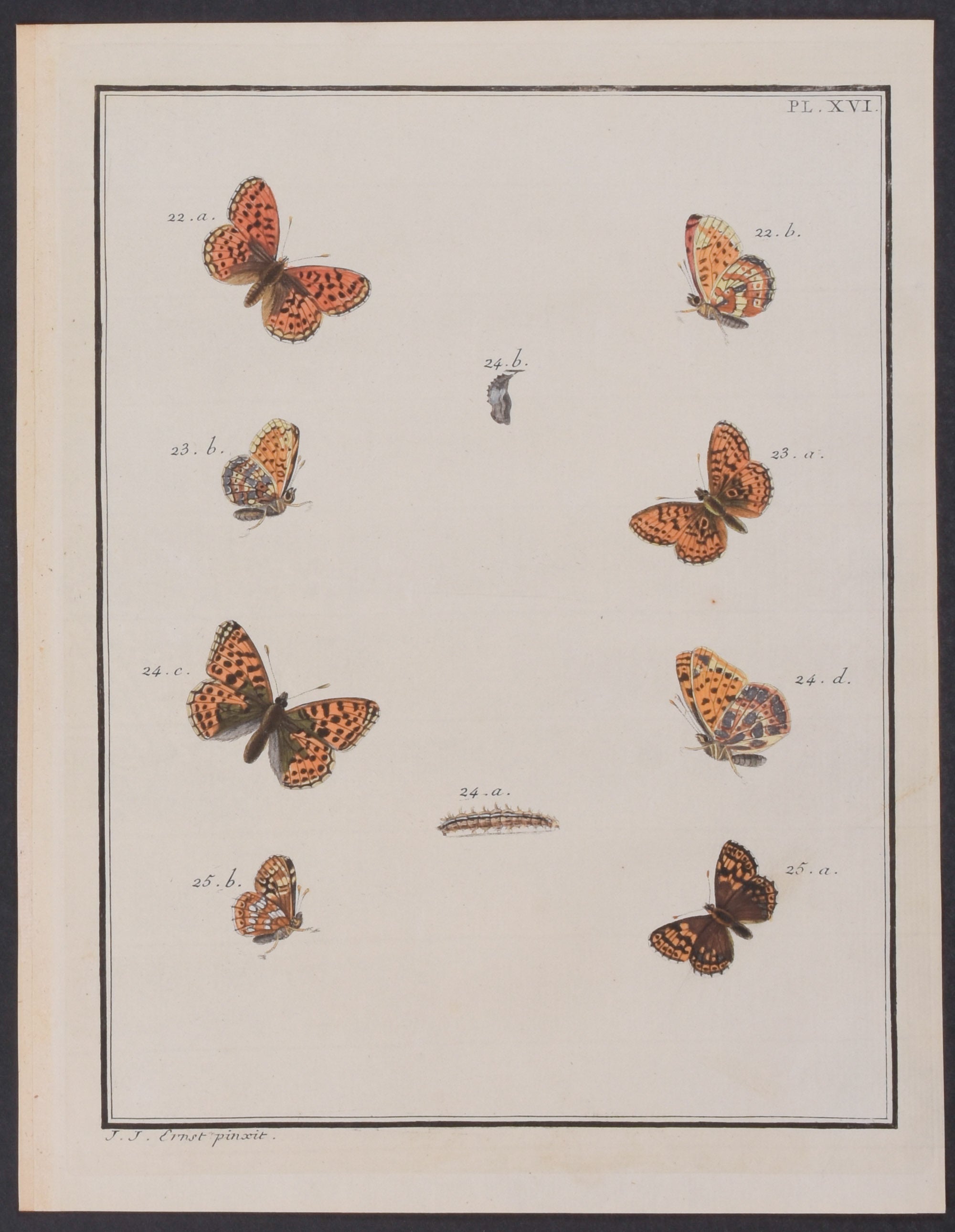 Butterfly Metamorphosis
