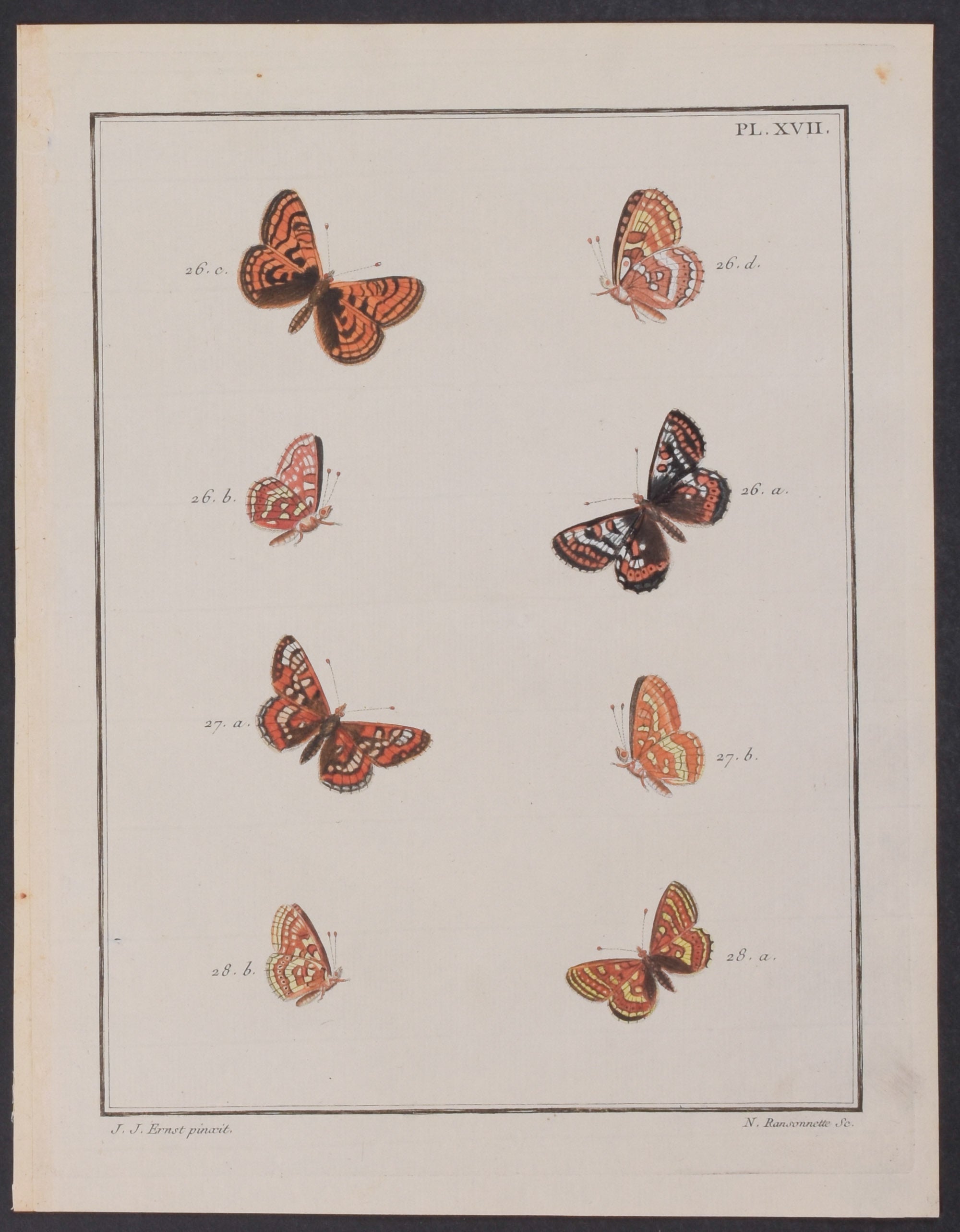 Butterflies