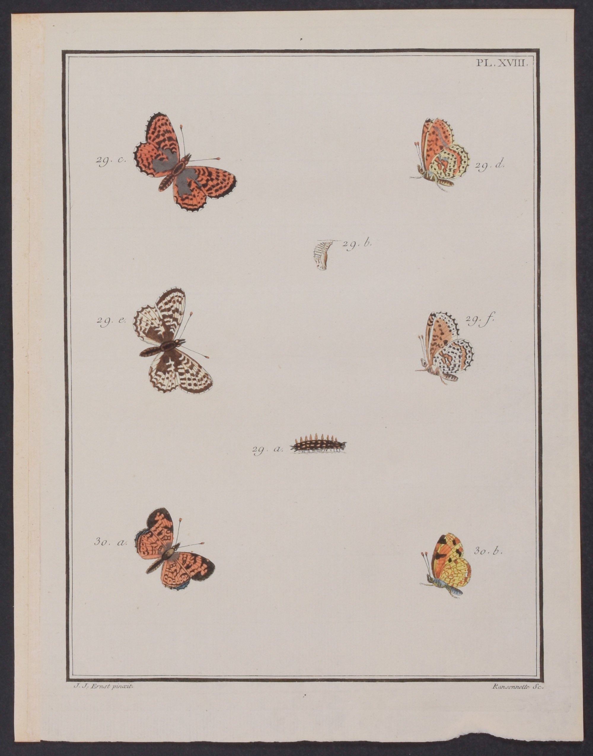 Butterfly Metamorphosis