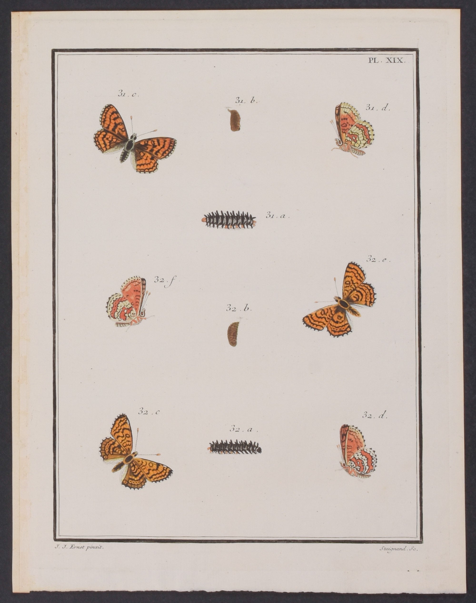 Butterfly Metamorphosis
