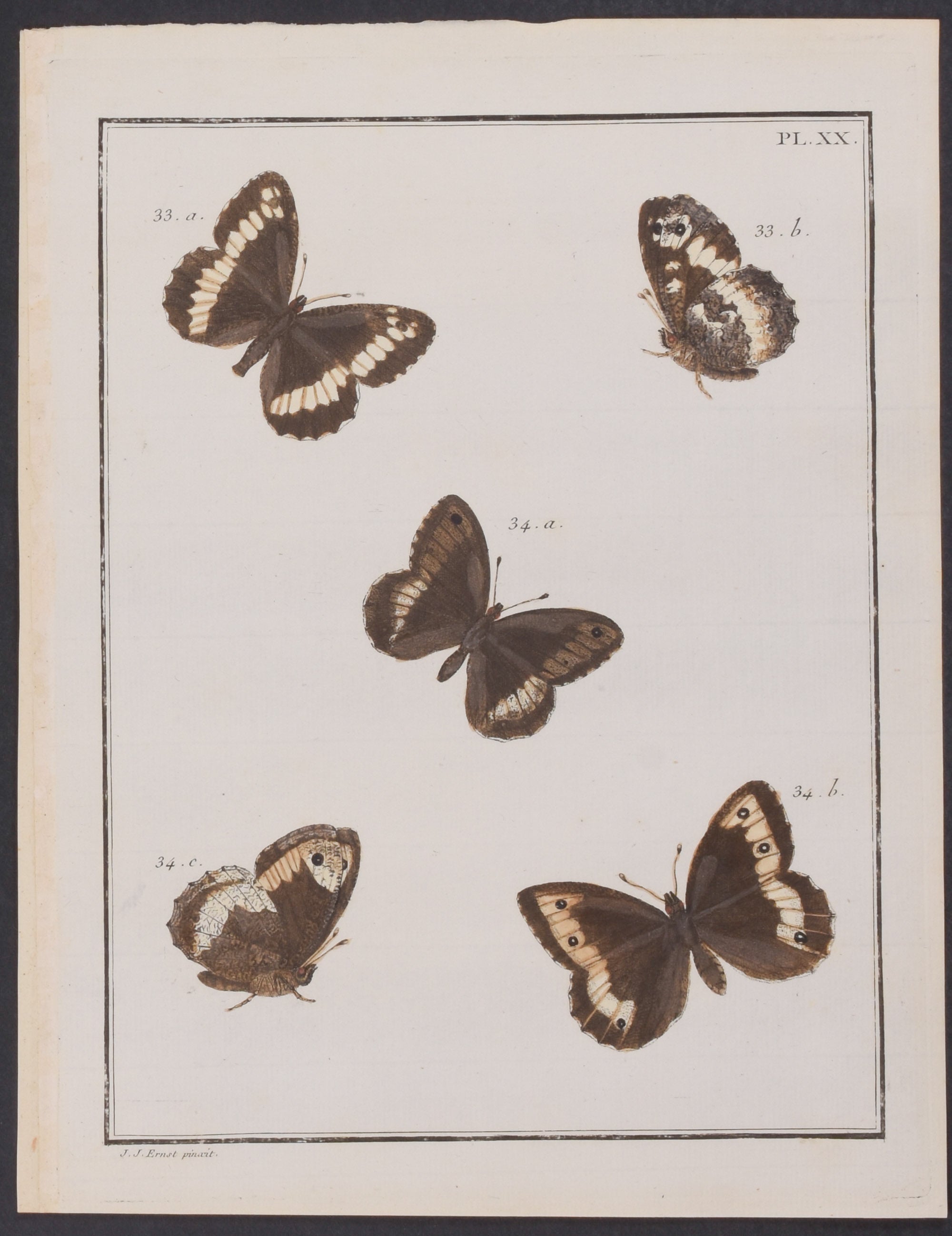 Butterflies