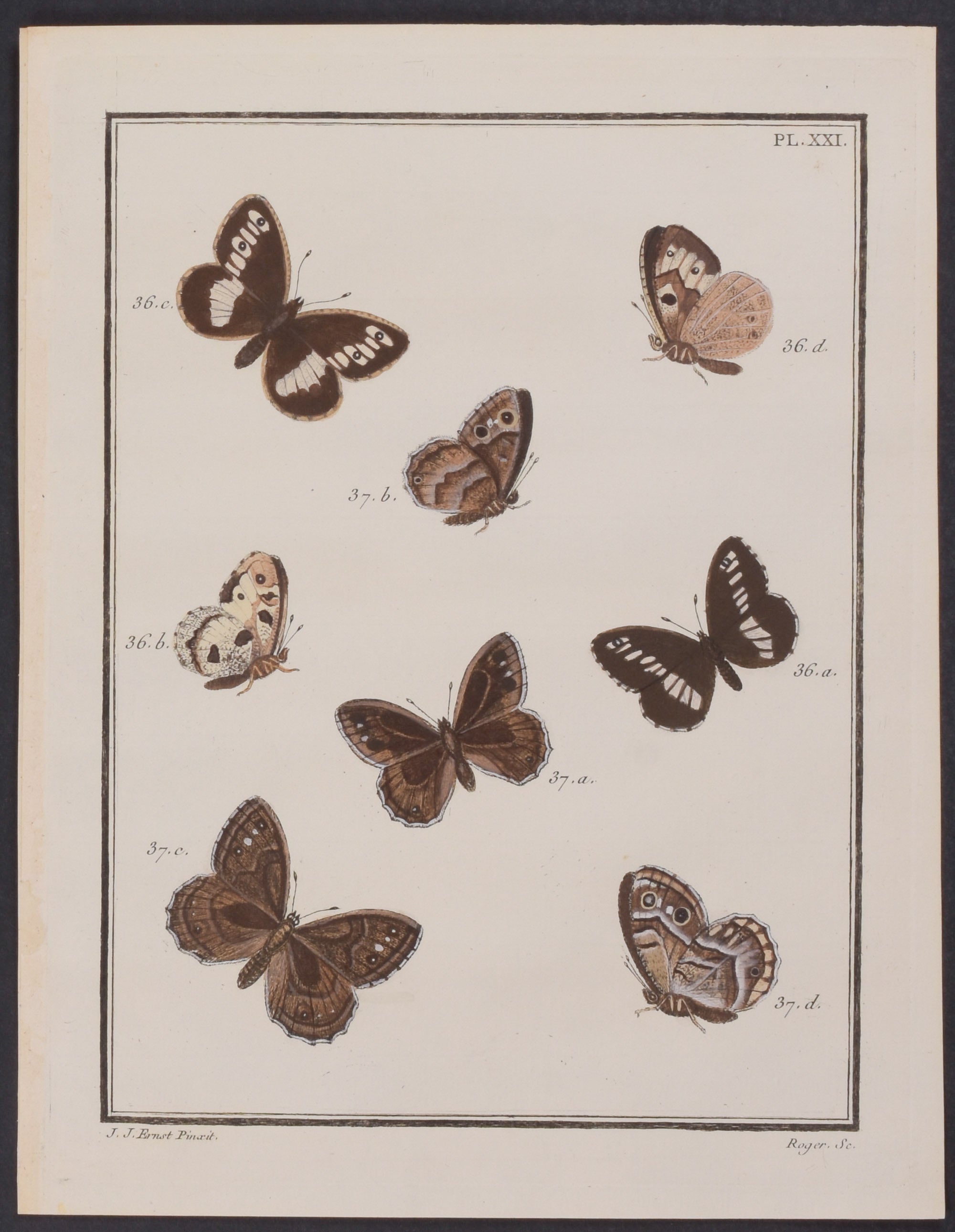 Butterflies
