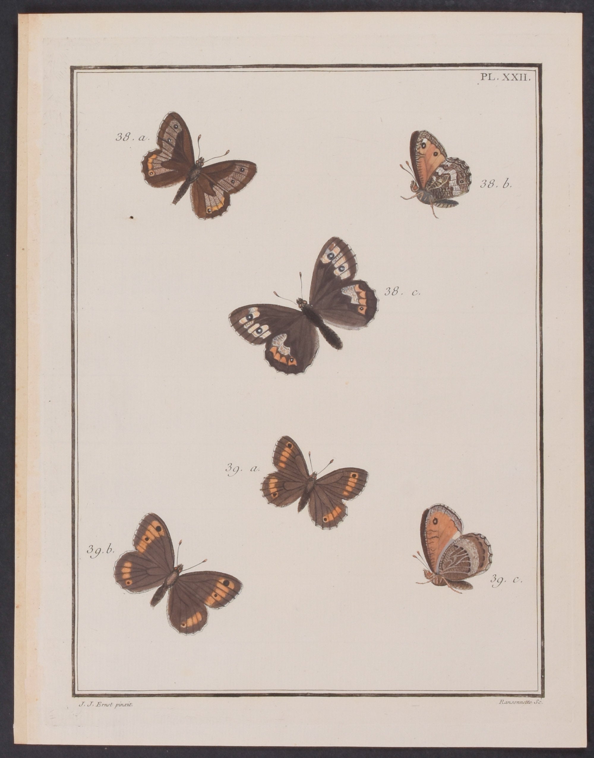 Butterflies