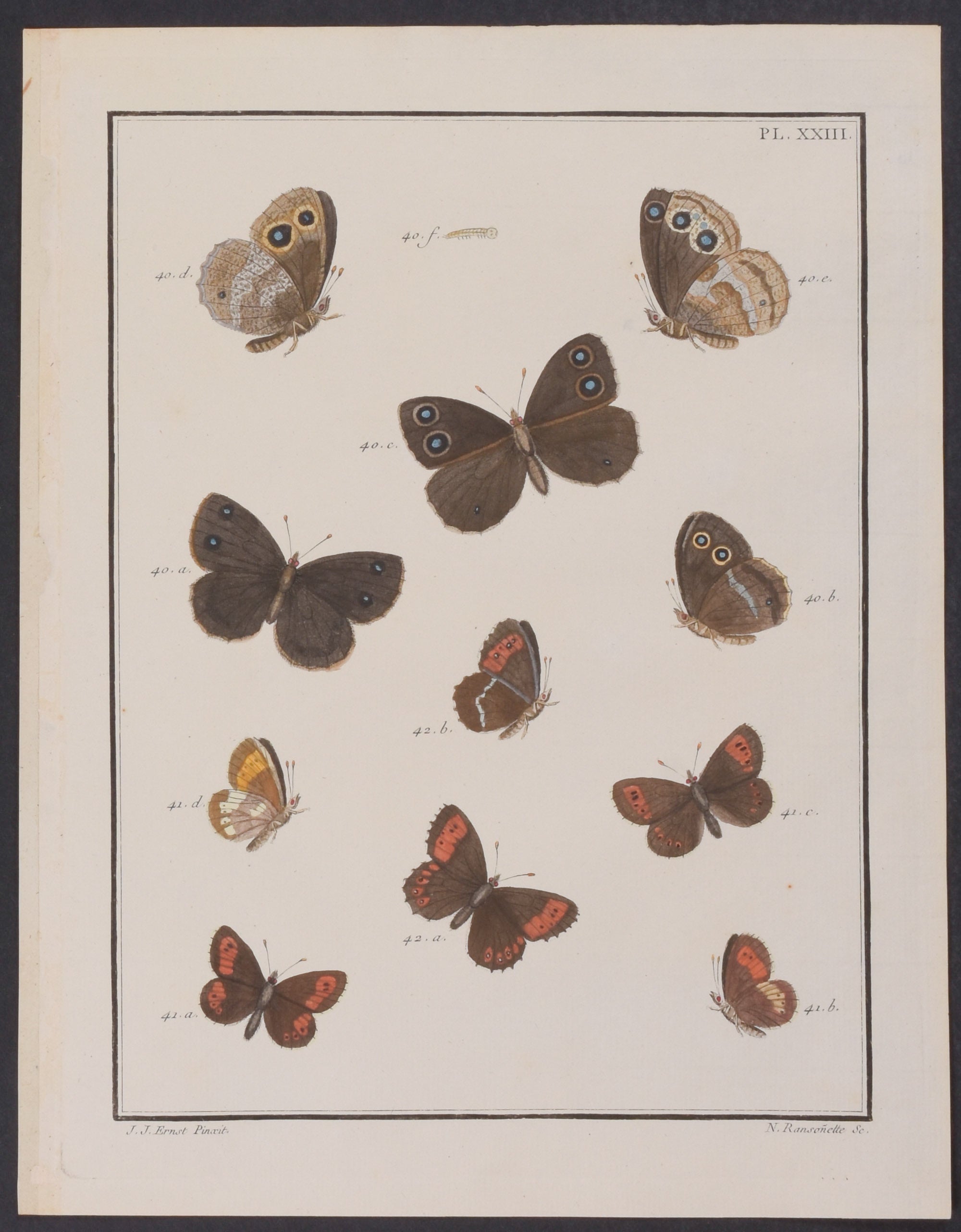 Butterflies