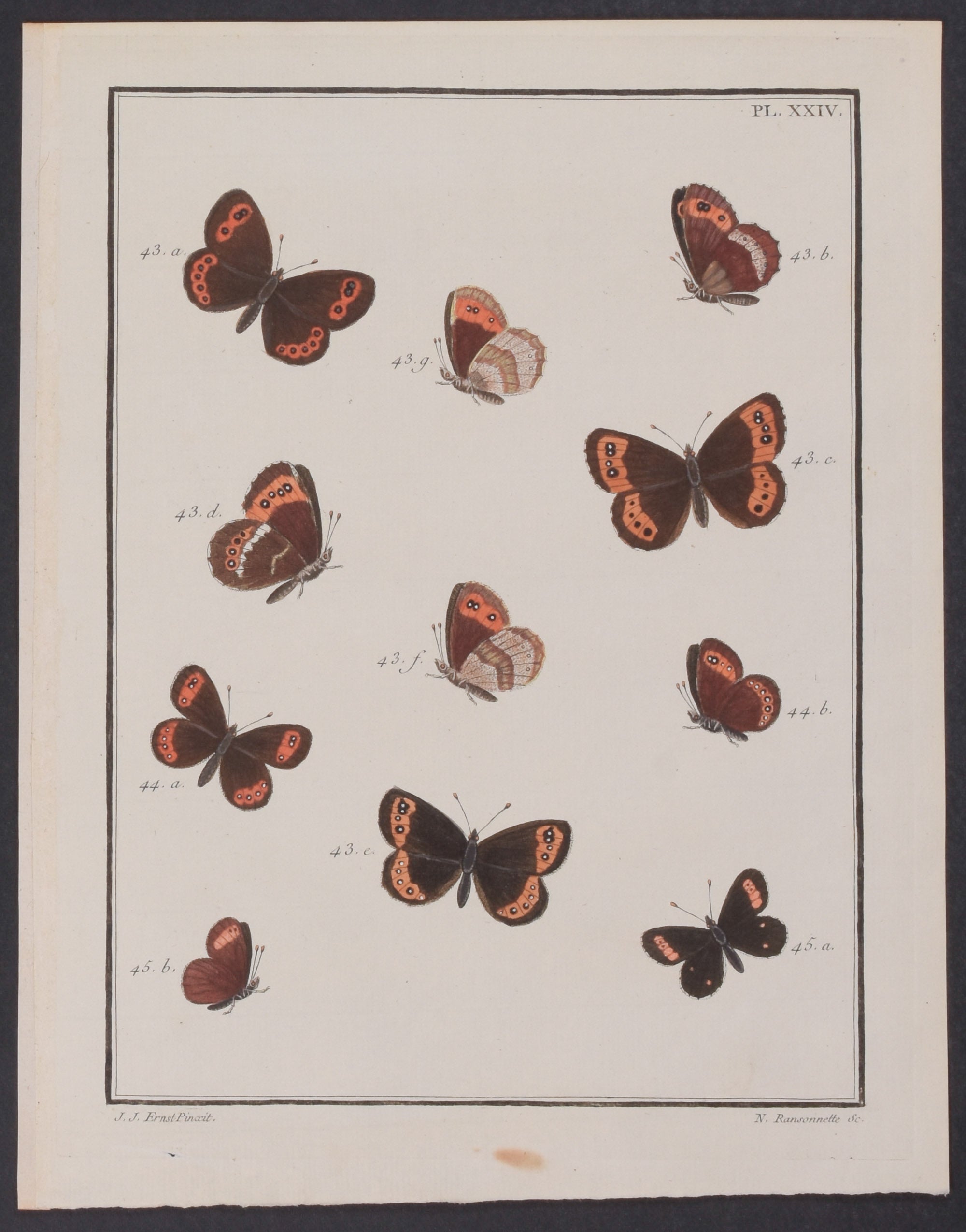 Butterflies