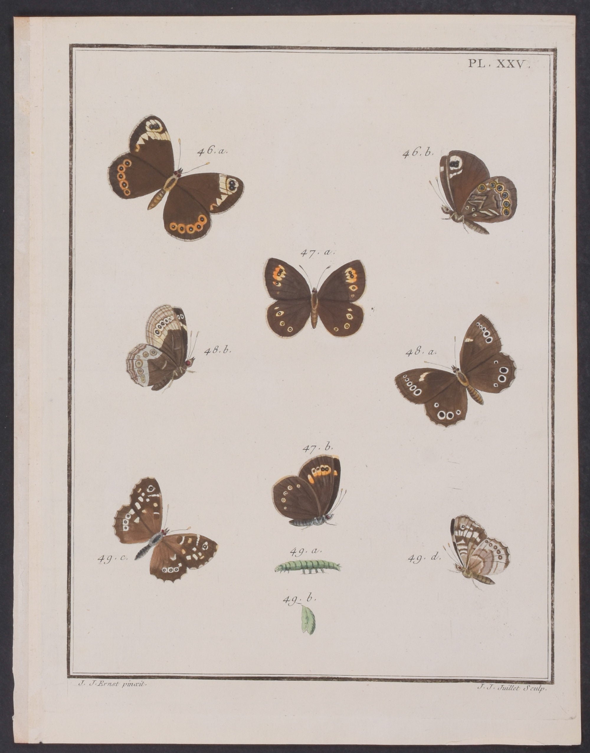 Butterfly Metamorphosis
