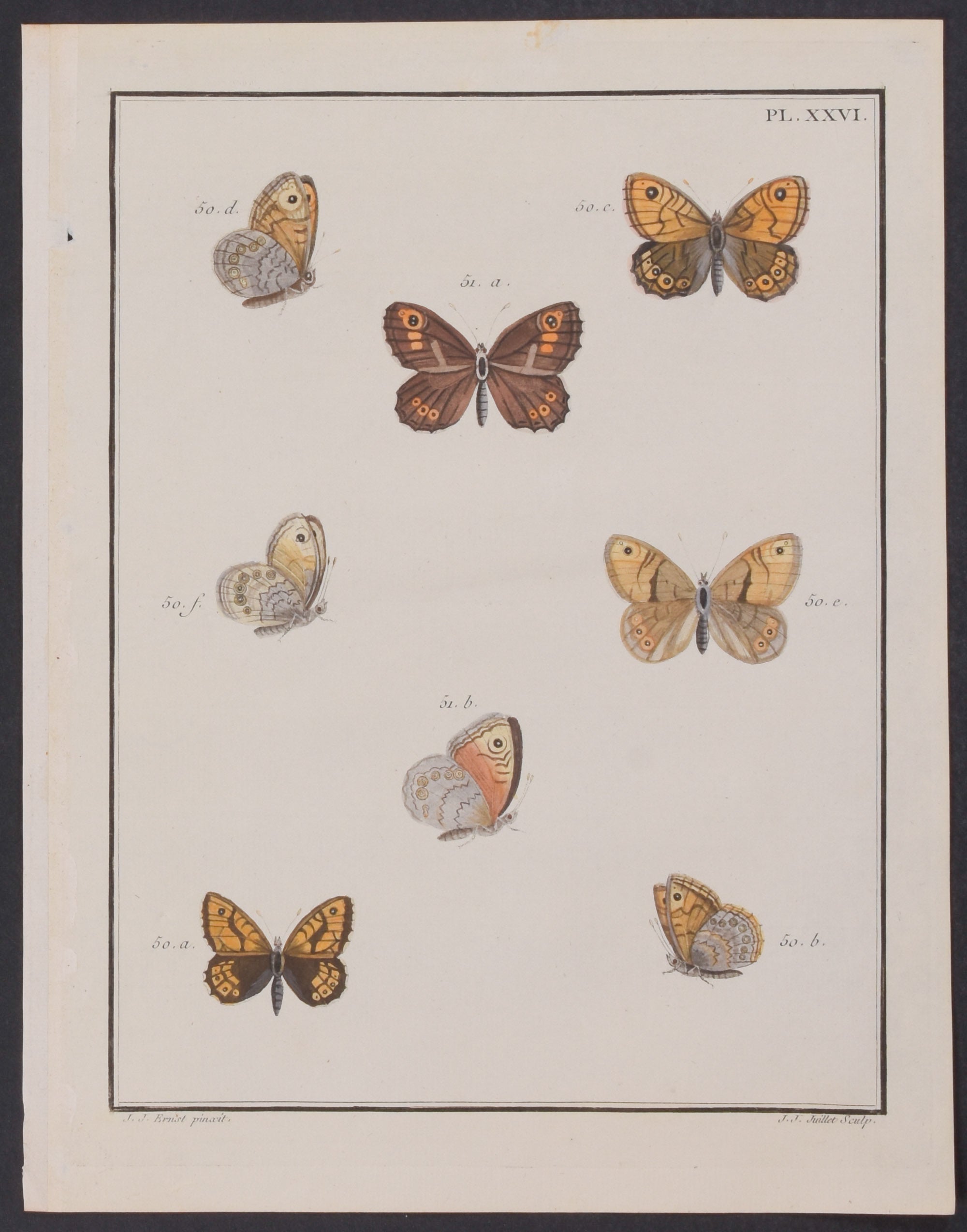 Butterflies