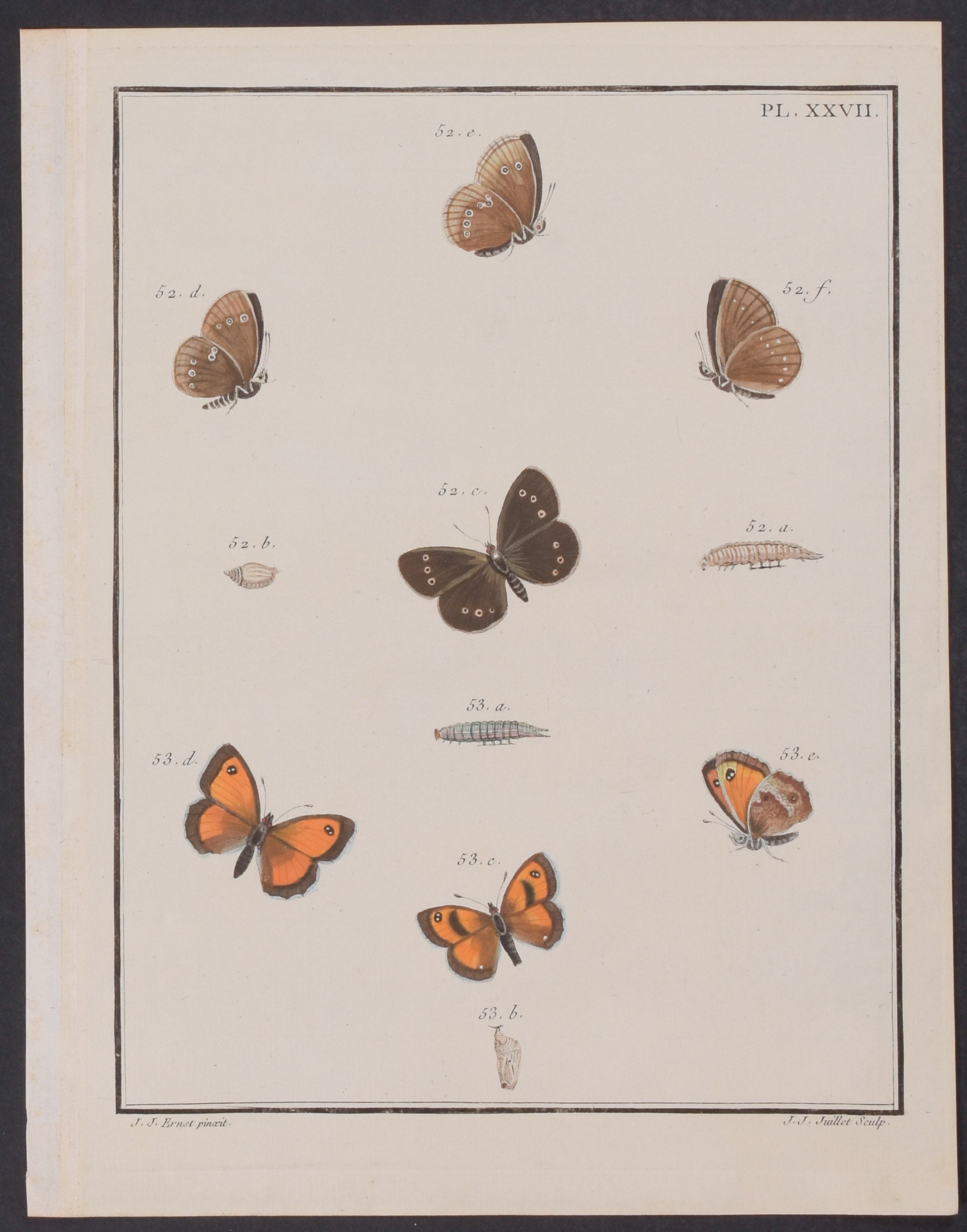 Butterfly Metamorphosis