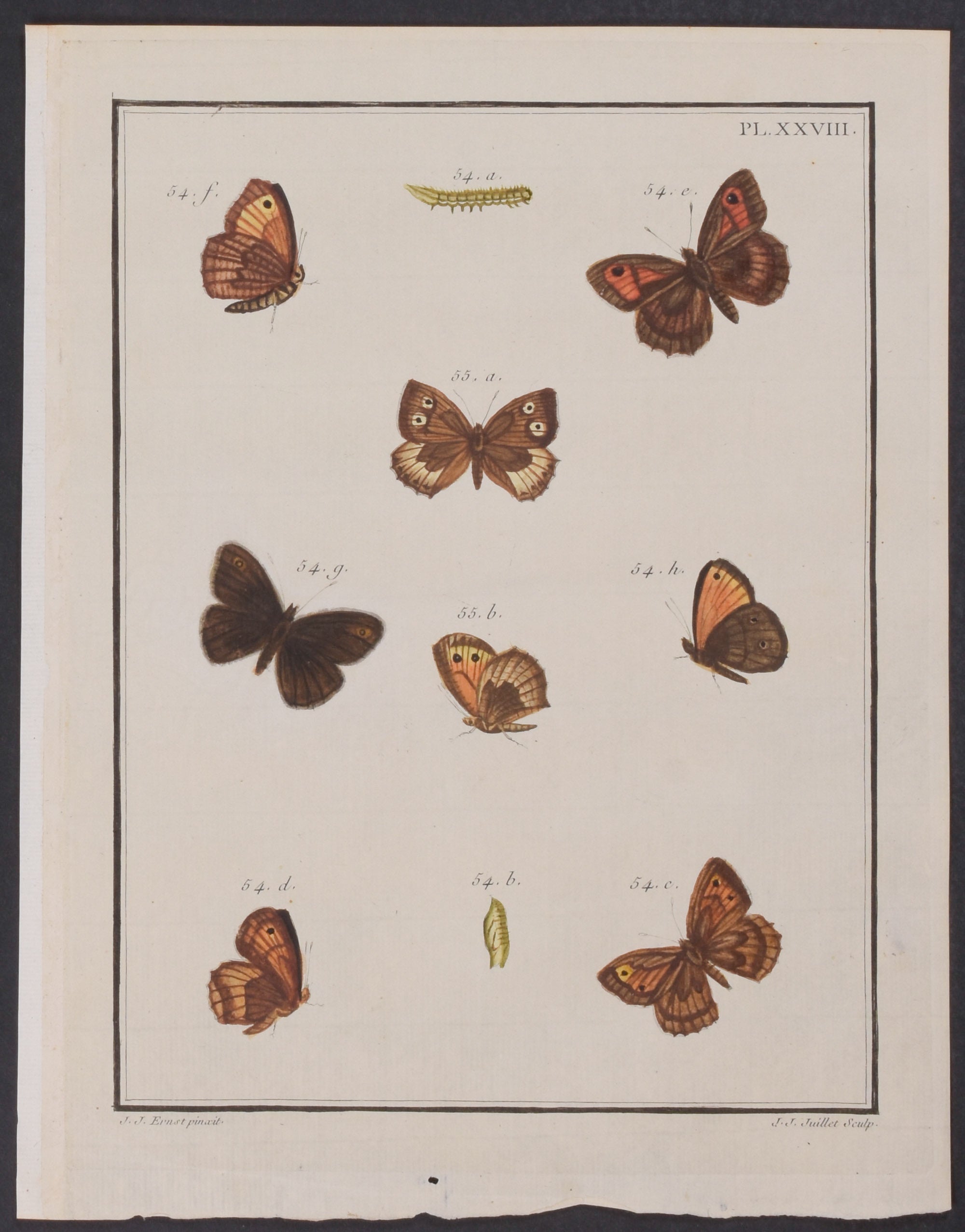 Butterfly Metamorphosis