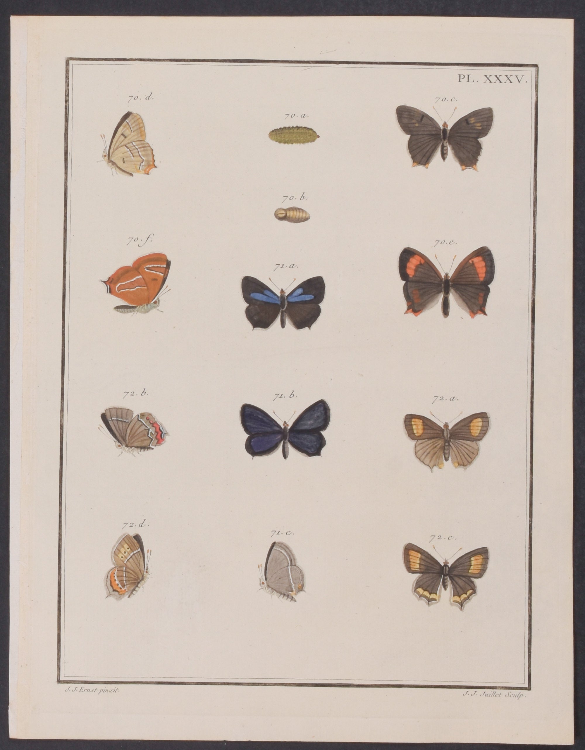 Butterflies