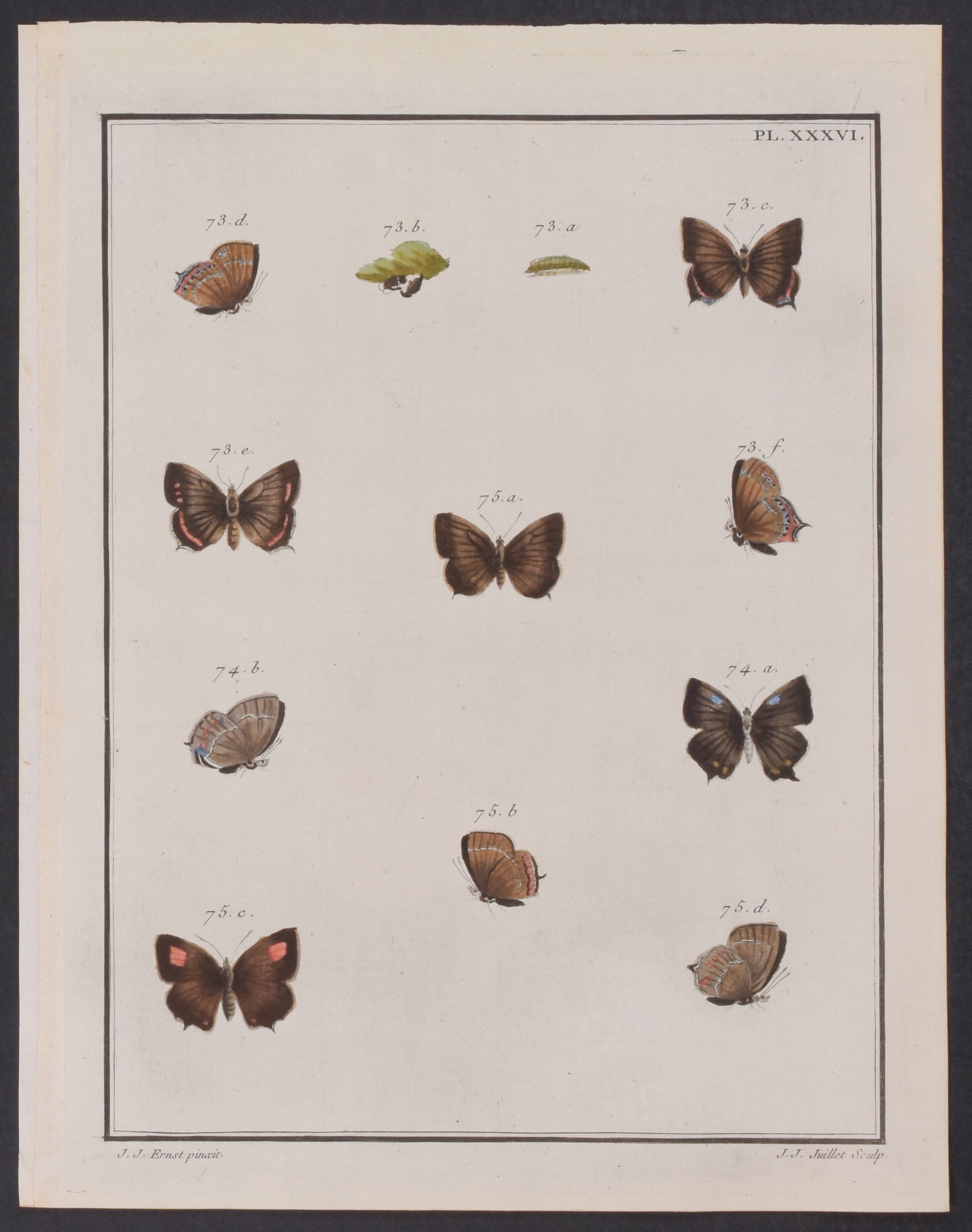 Butterfly Metamorphosis