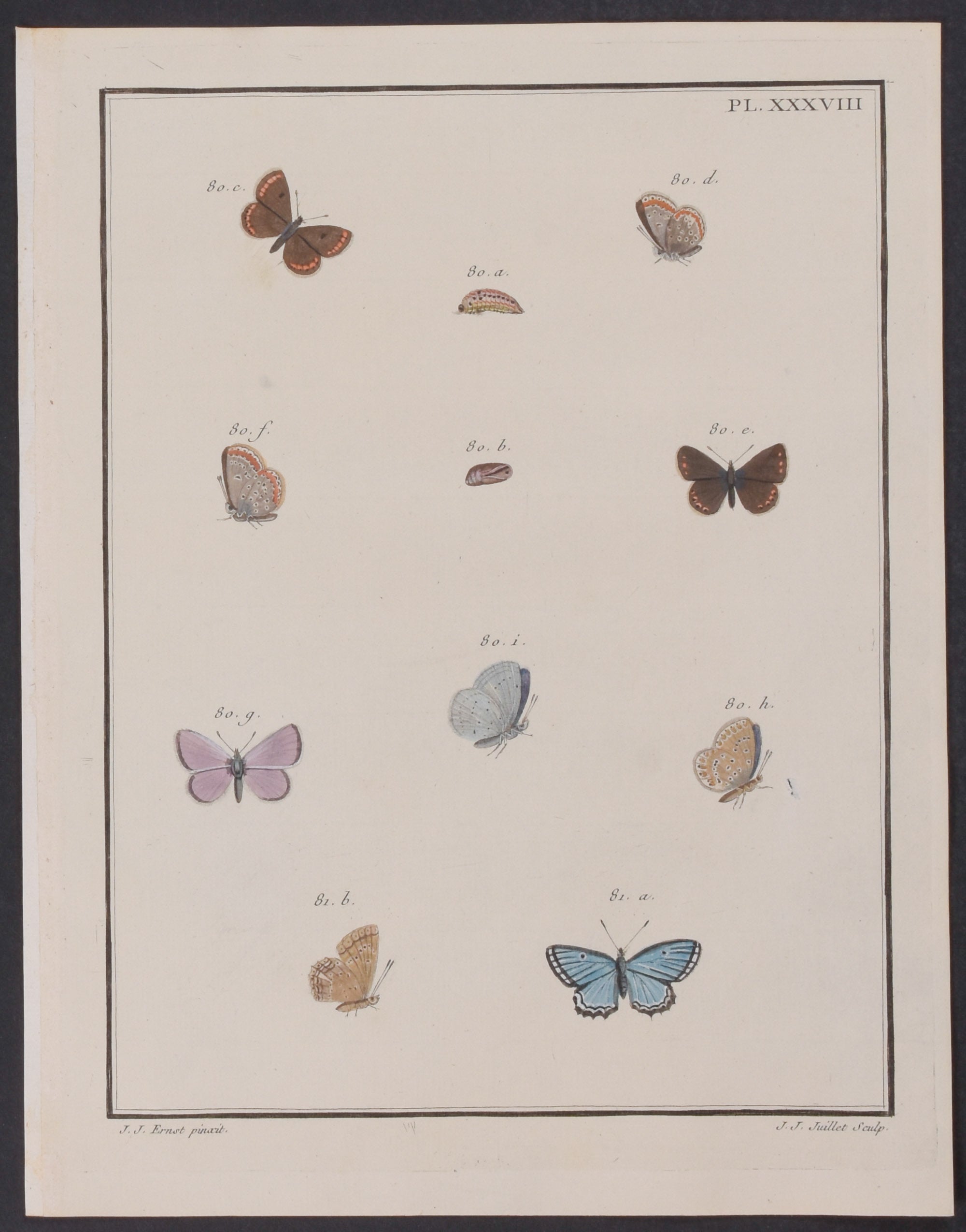 Butterfly Metamorphosis