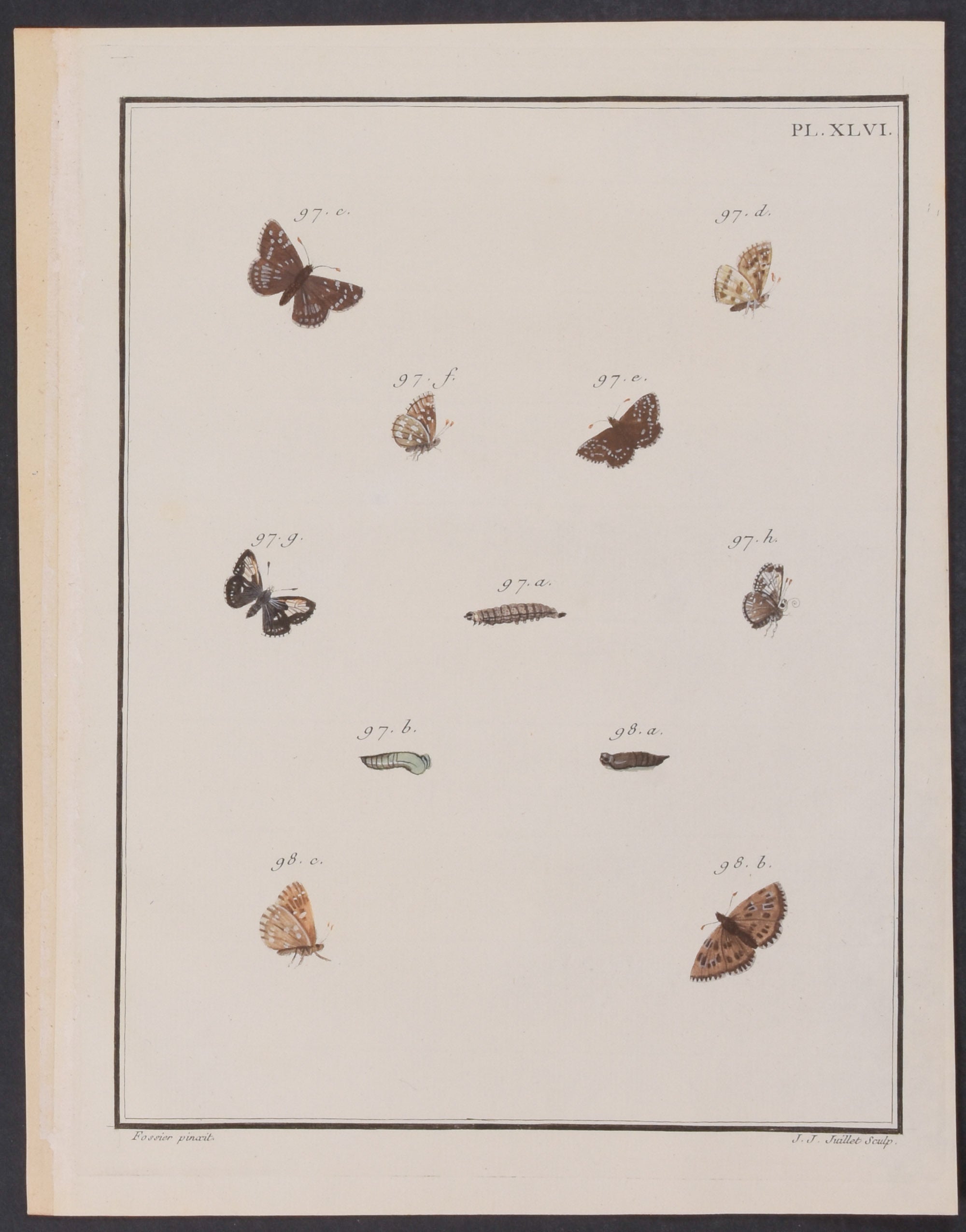 Butterfly Metamorphosis