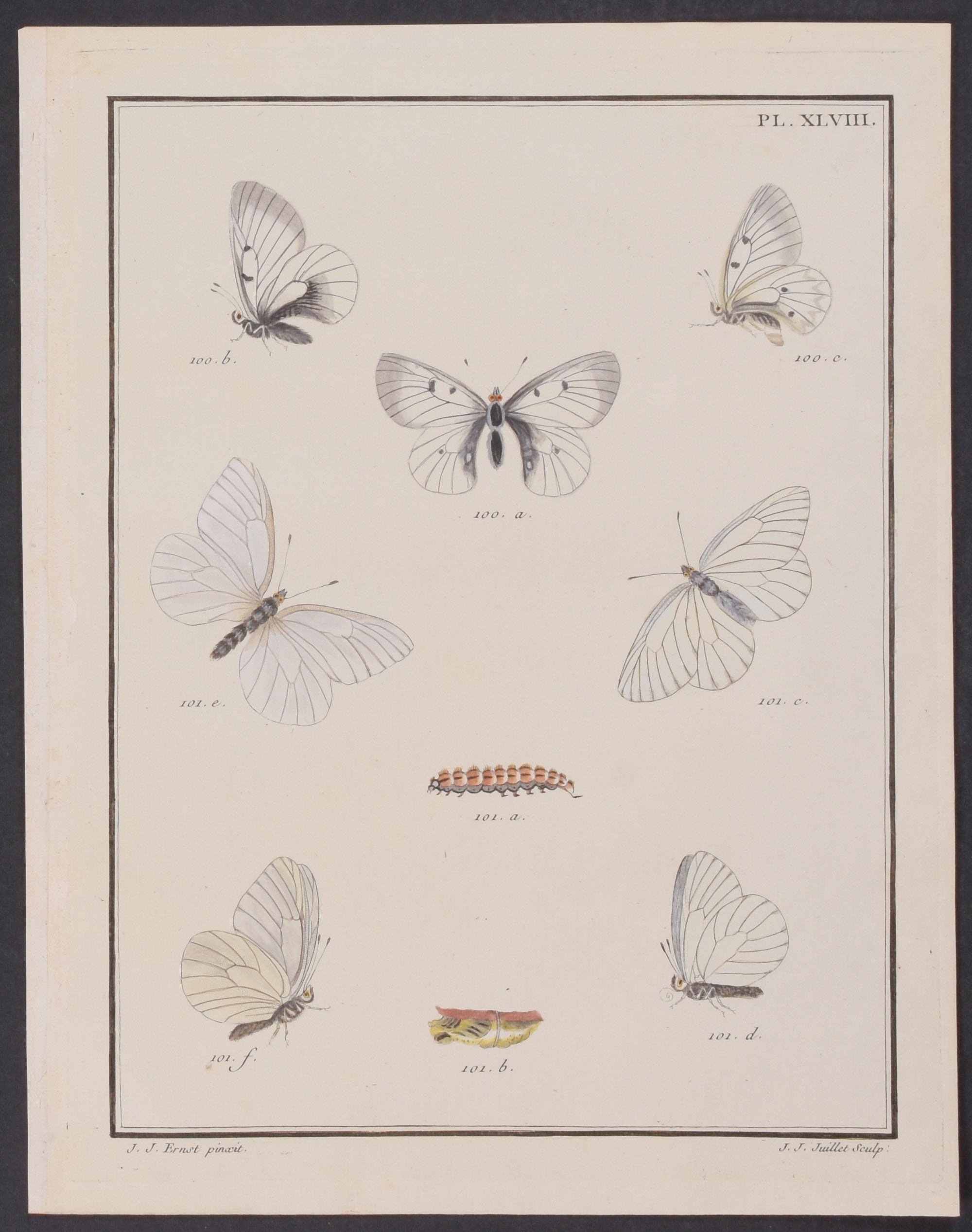 Butterfly Metamorphosis