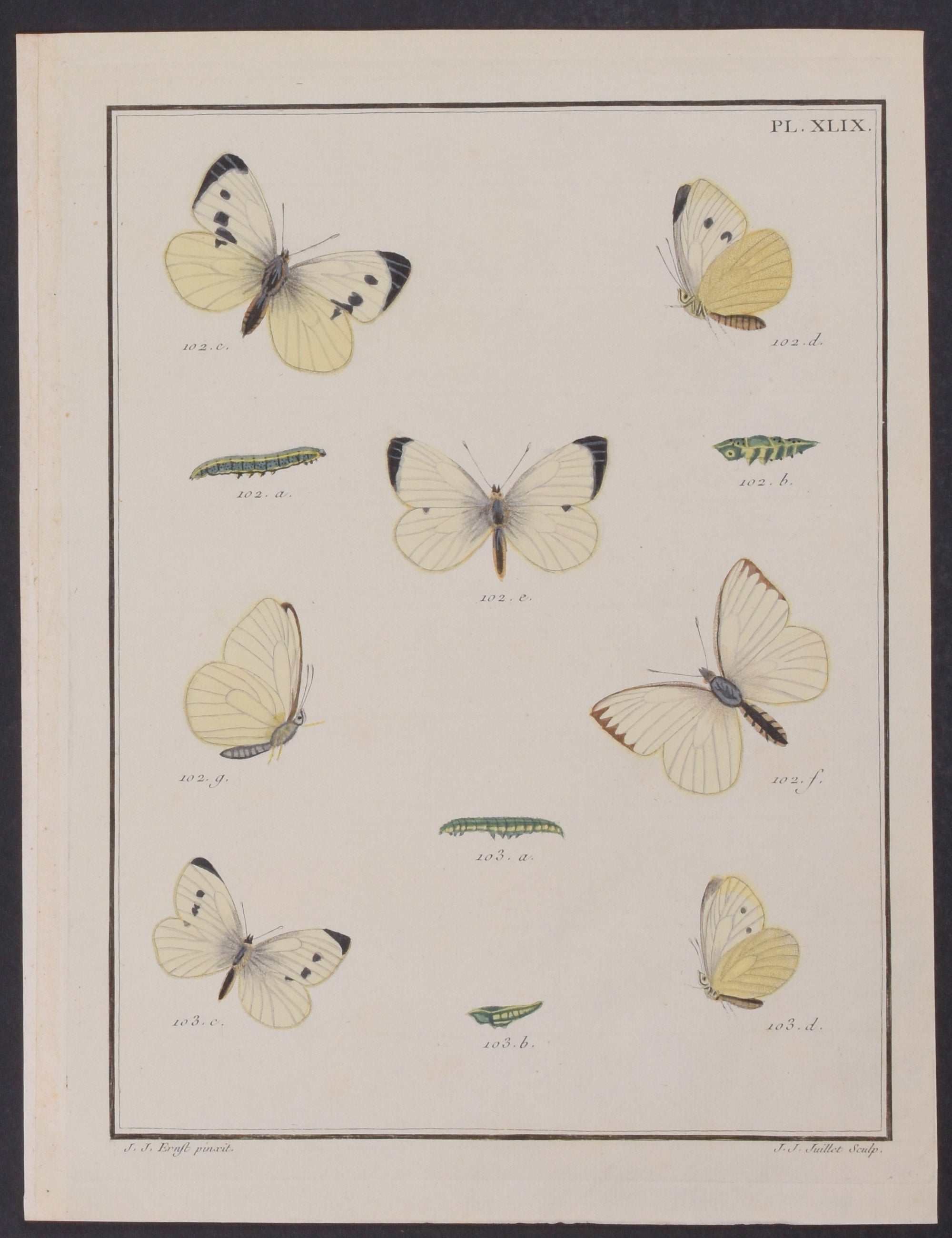 Butterfly Metamorphosis