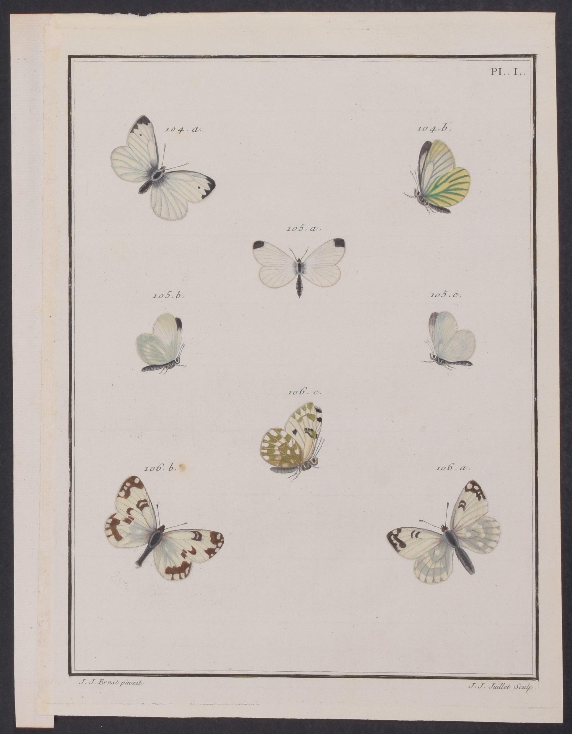 Butterflies