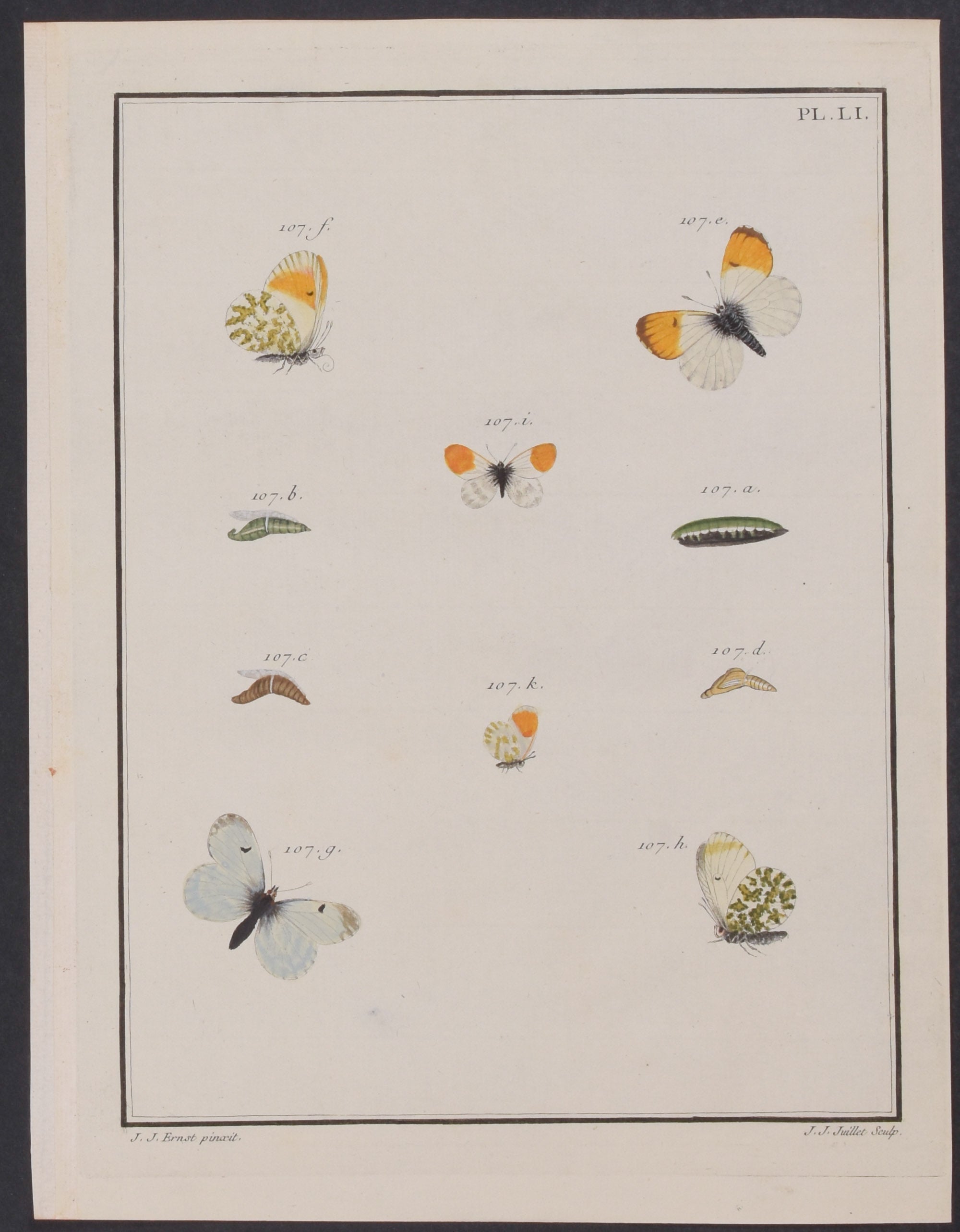 Butterfly Metamorphosis