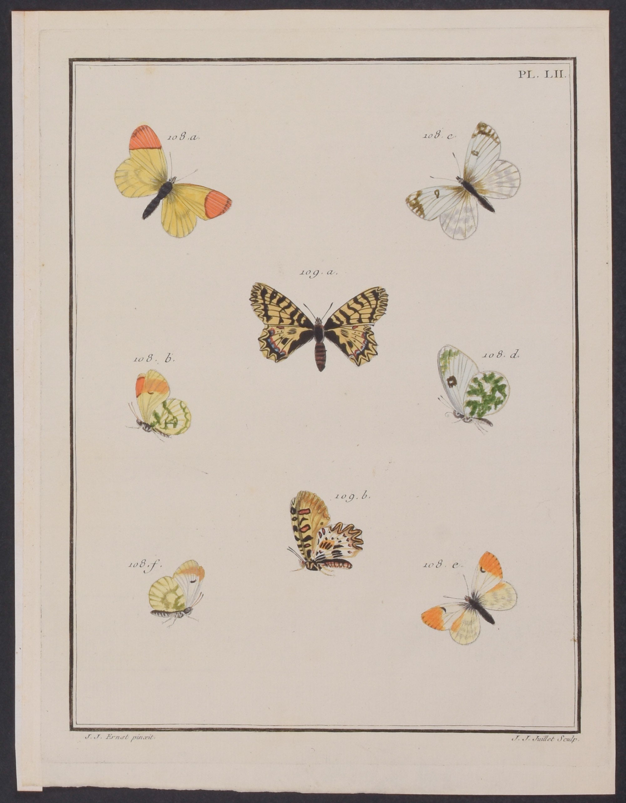 Butterflies