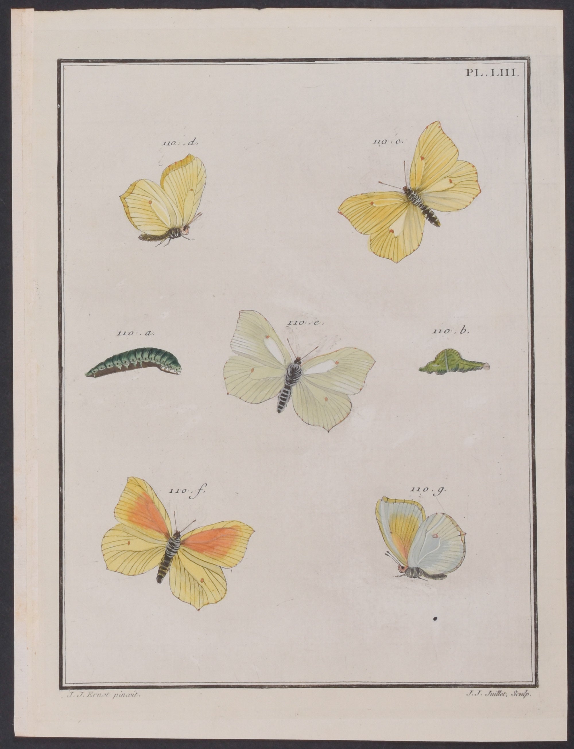 Butterfly Metamorphosis