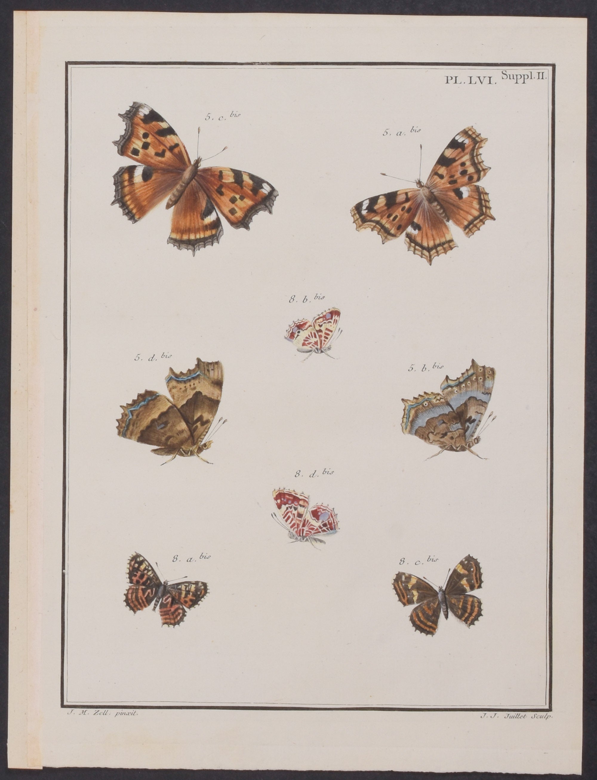 Butterflies