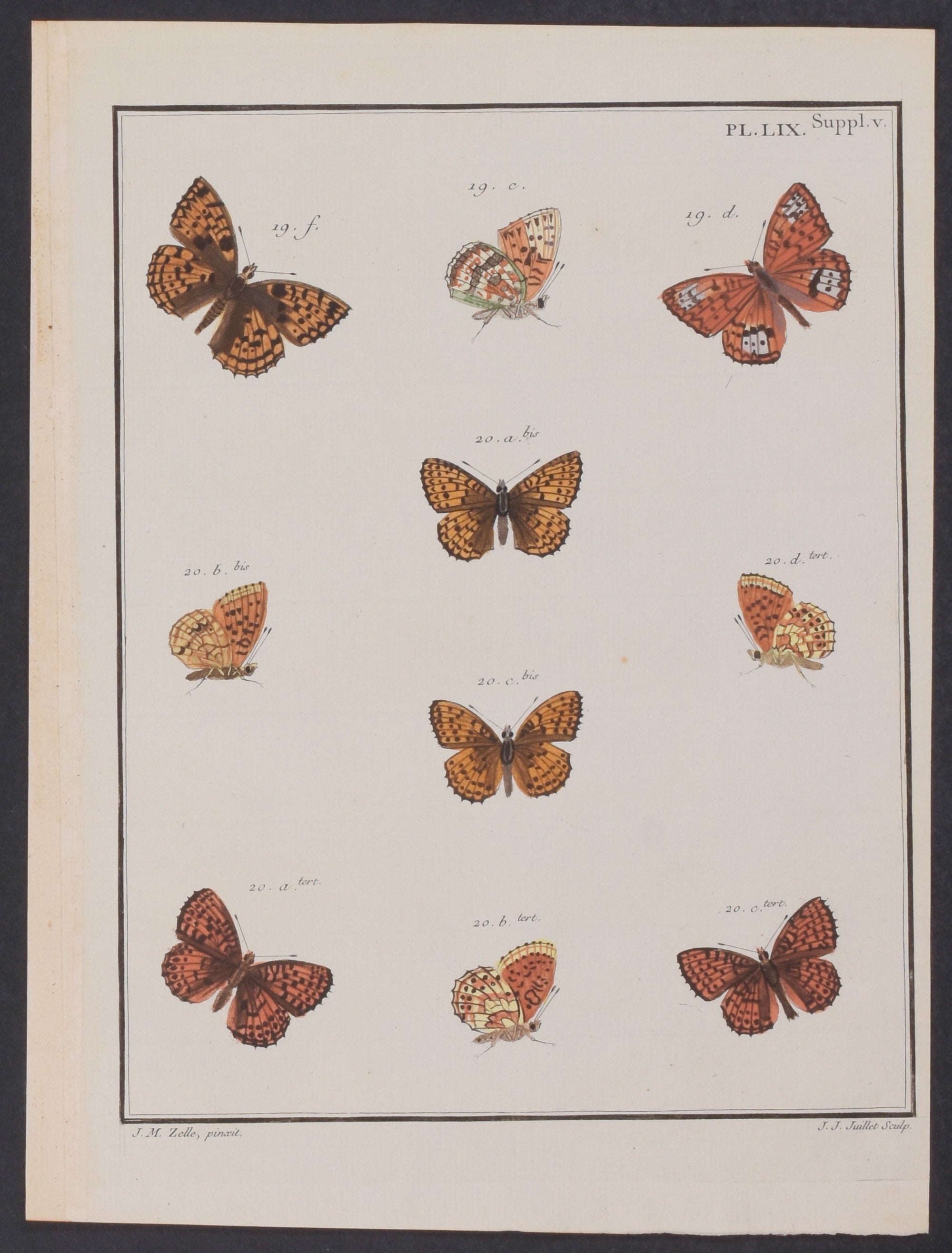 Butterflies