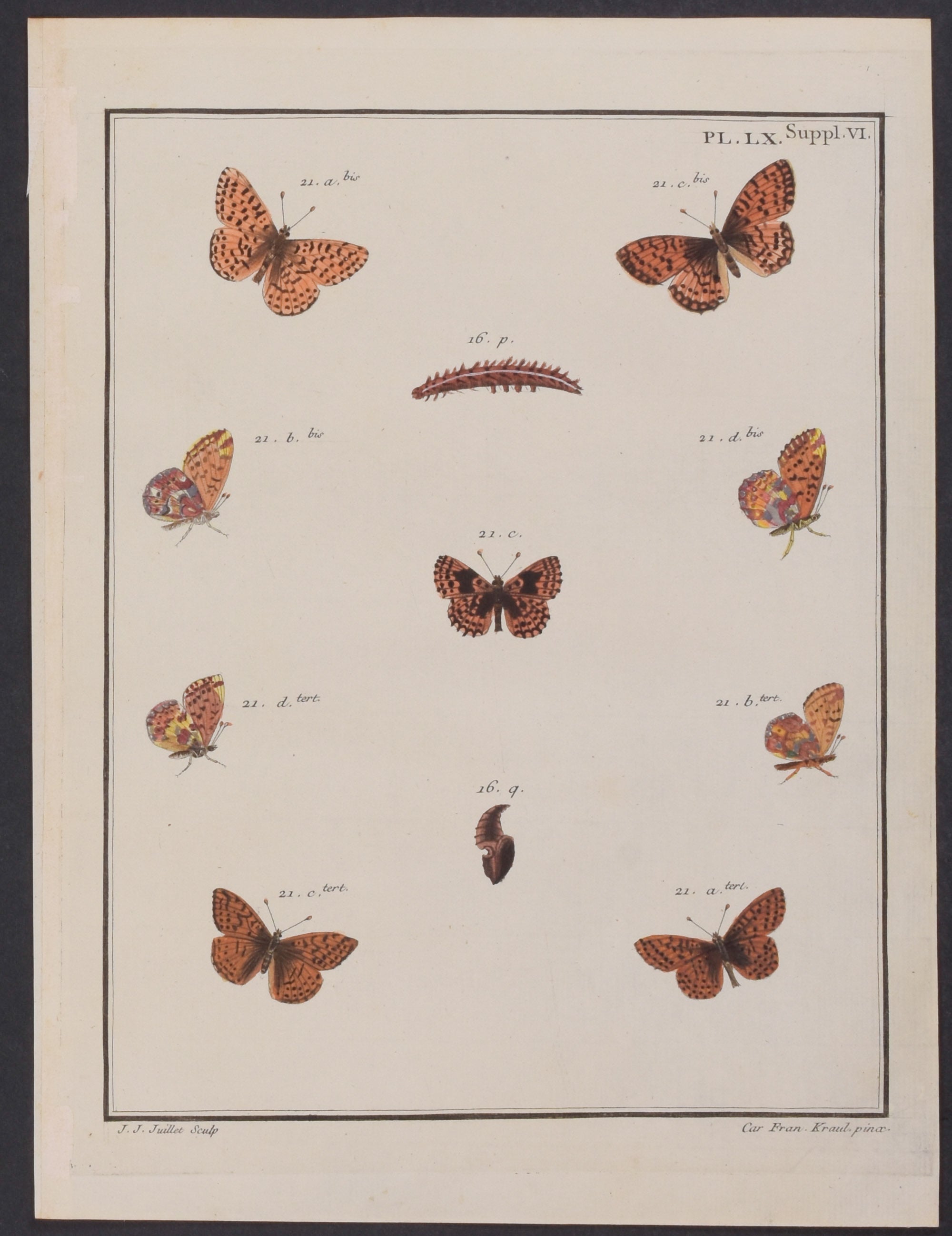 Butterfly Metamorphosis