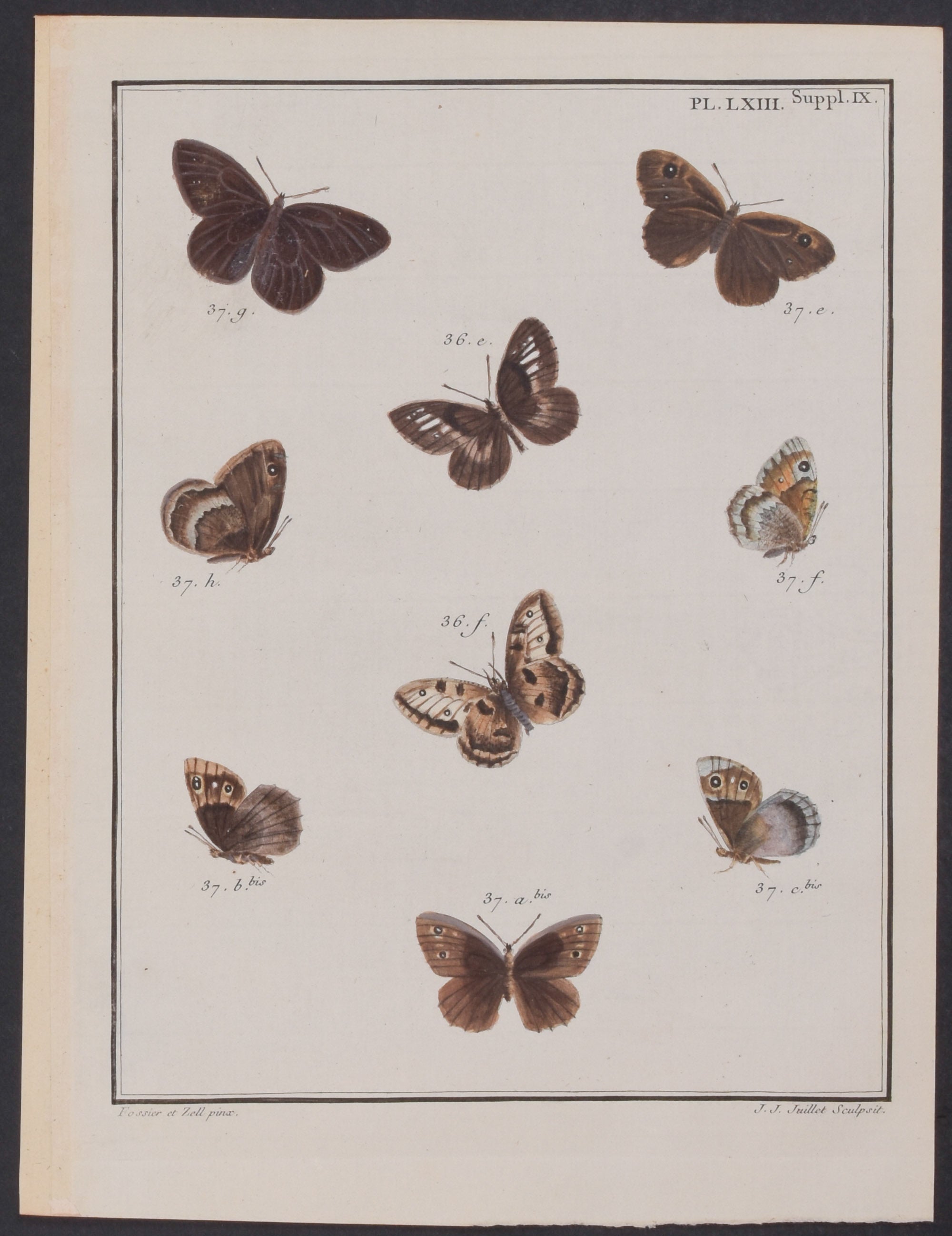 Butterflies