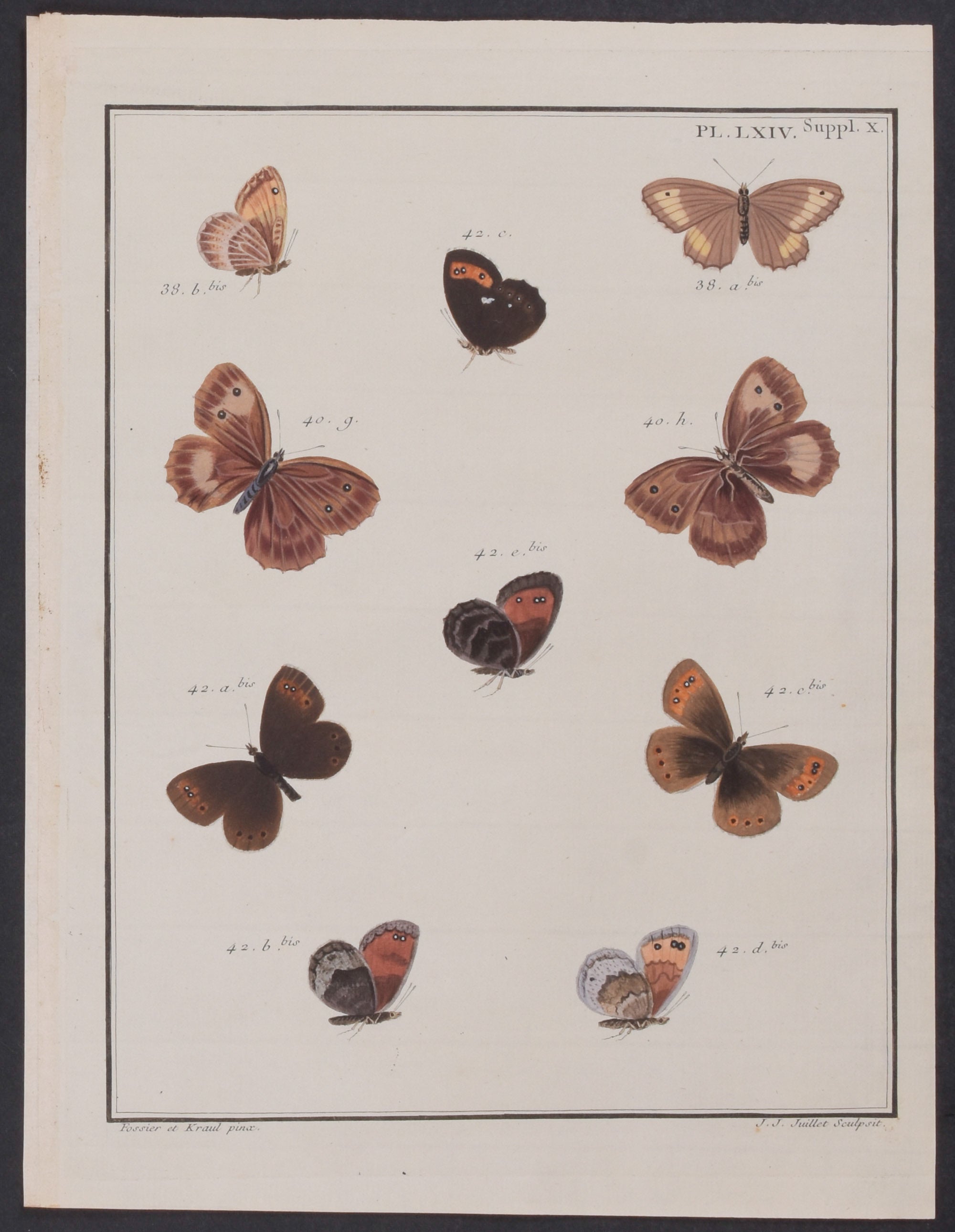 Butterflies