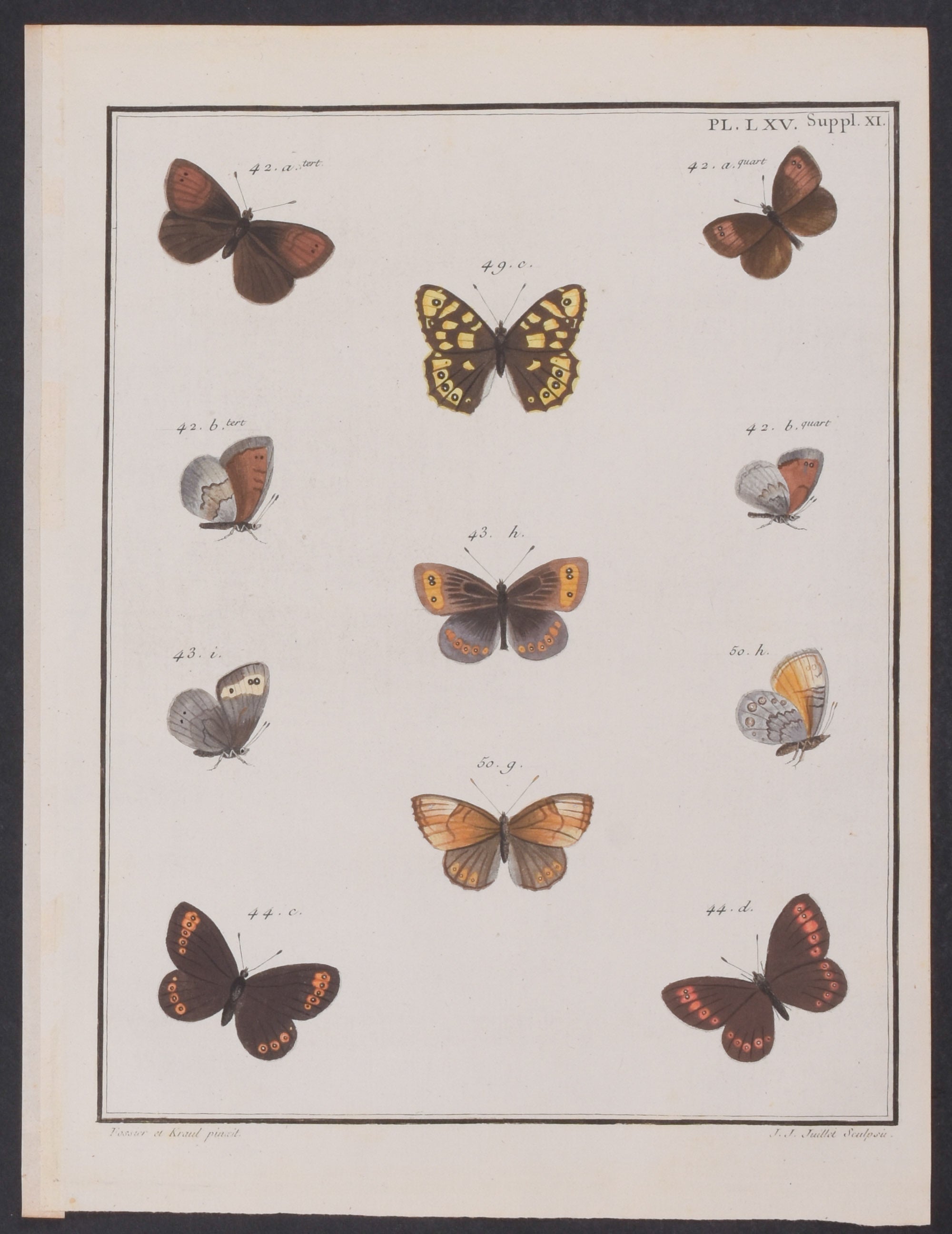 Butterflies