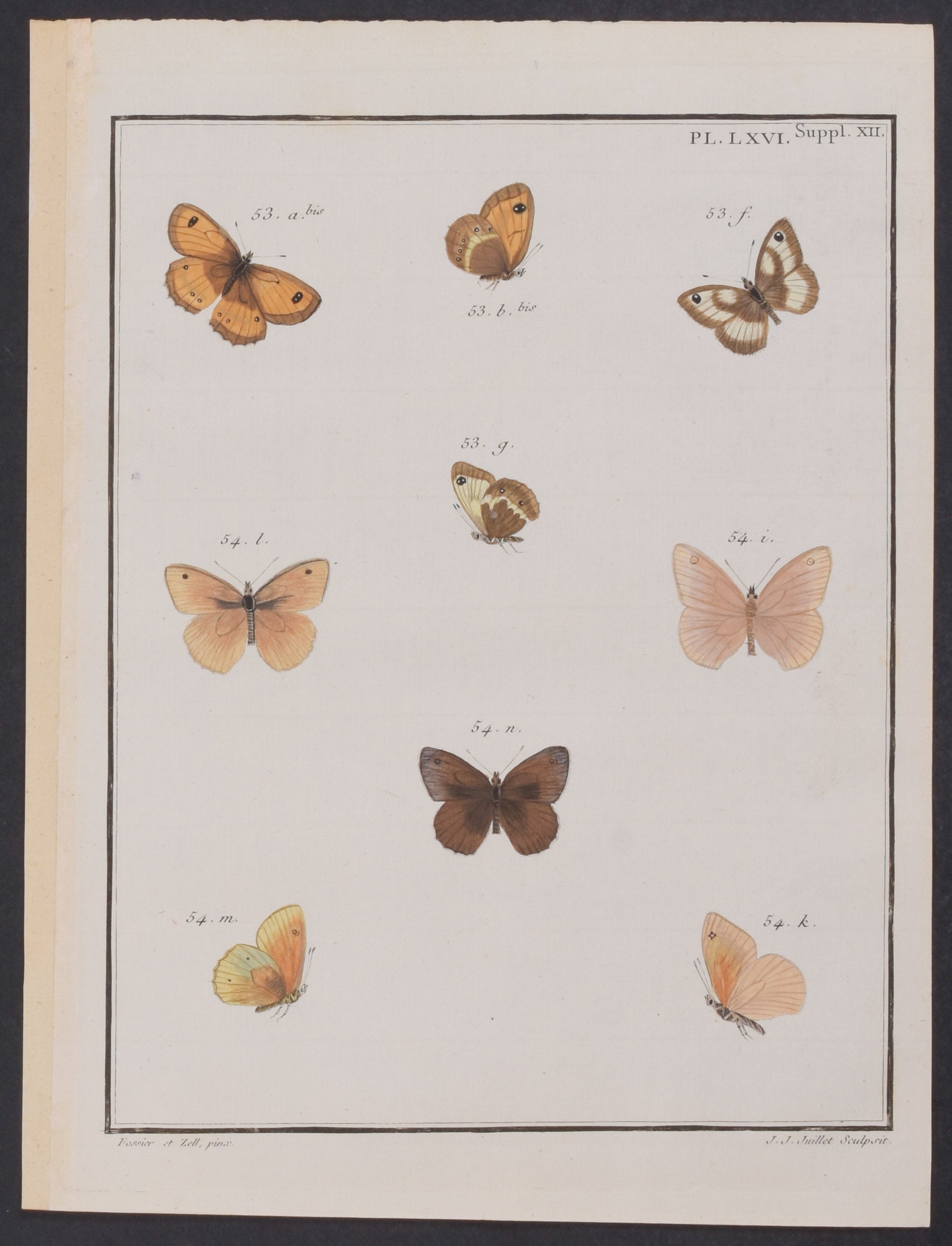 Butterflies
