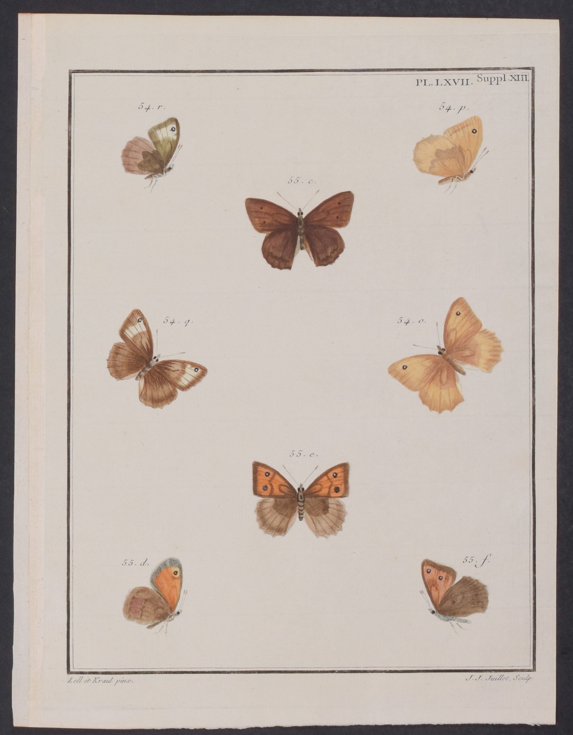 Butterflies