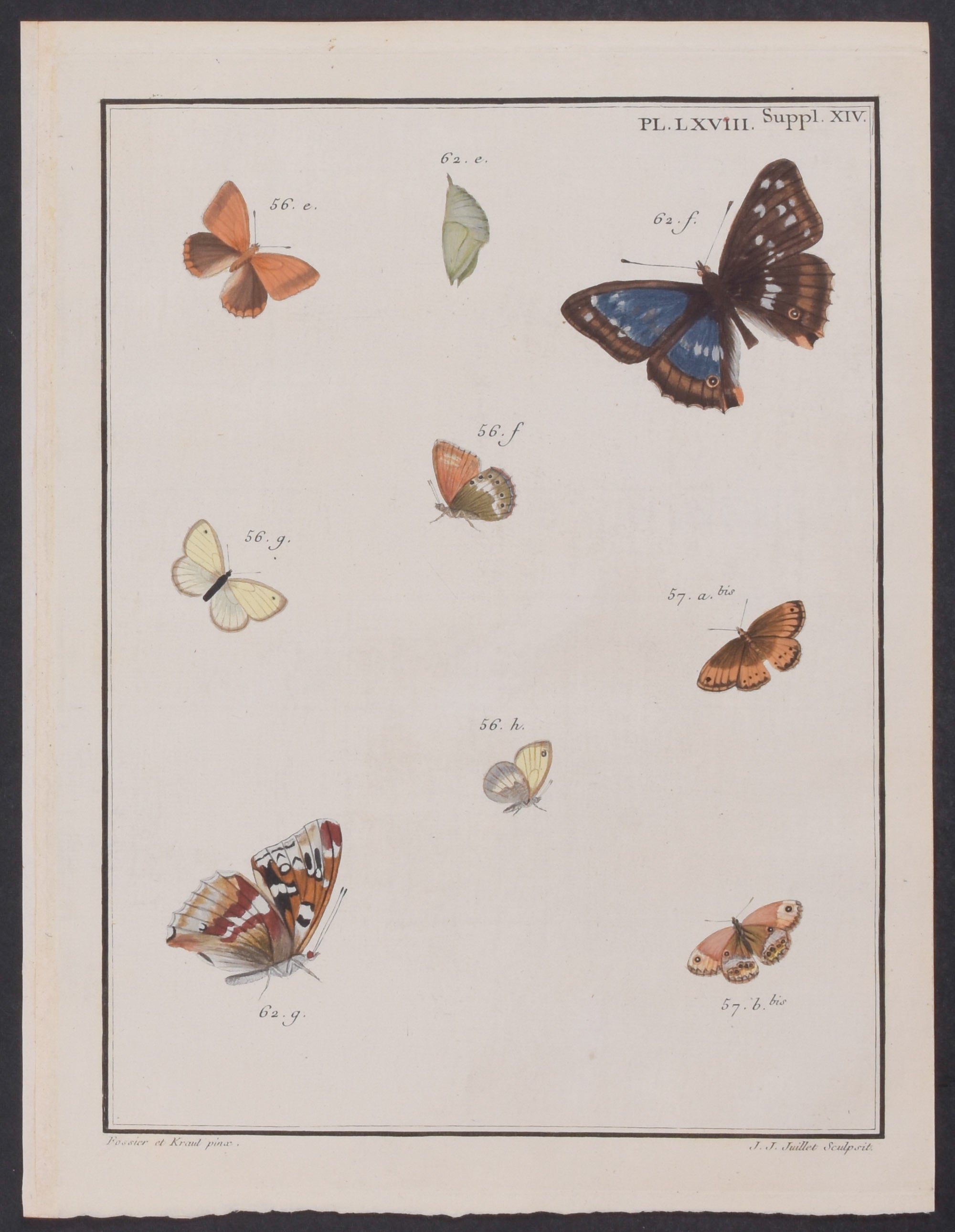 Butterfly Metamorphosis