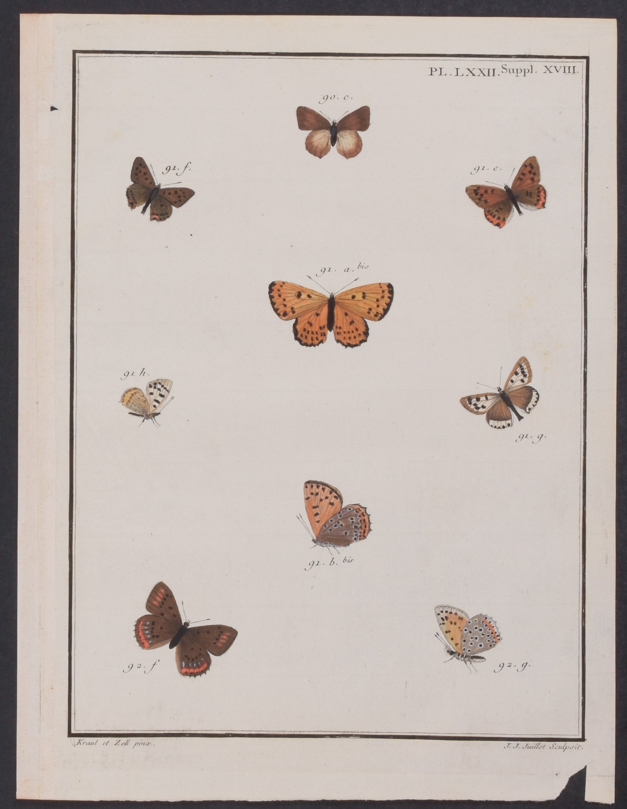 Butterflies