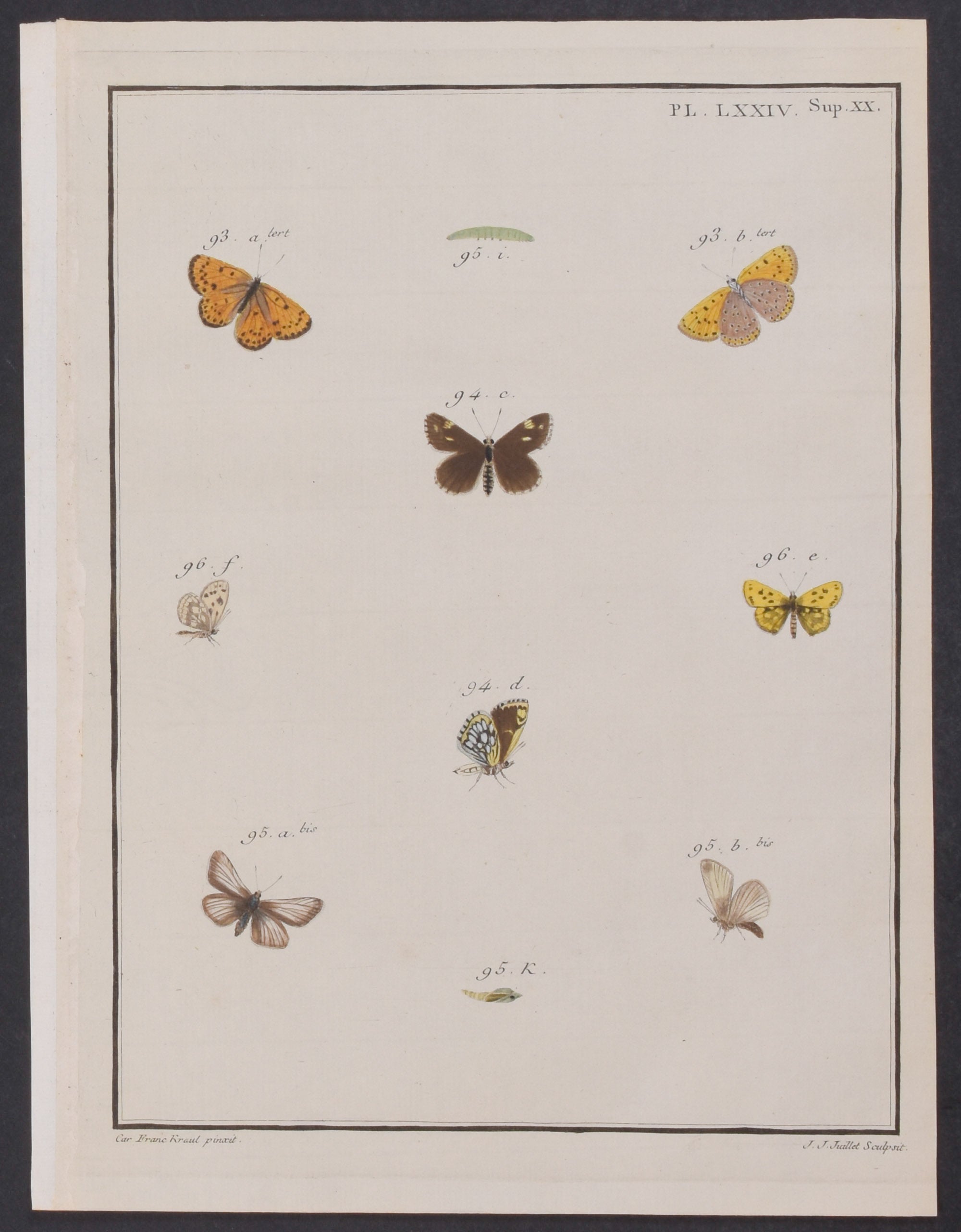 Butterfly Metamorphosis
