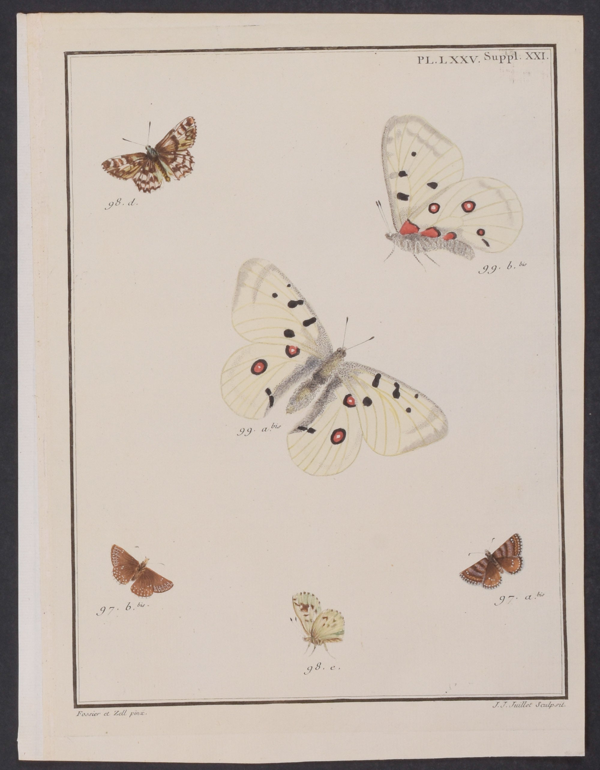 Butterflies