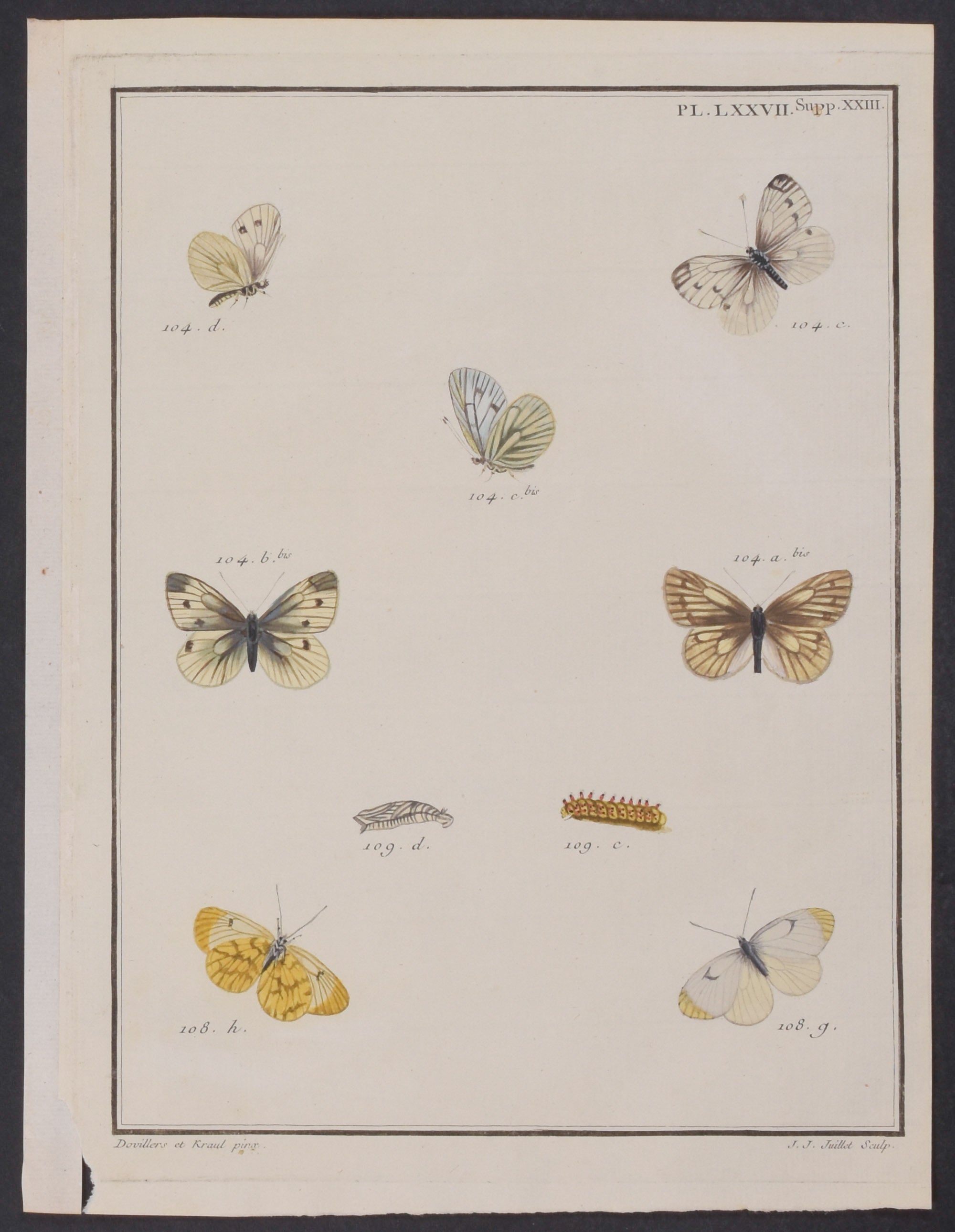 Butterfly Metamorphosis