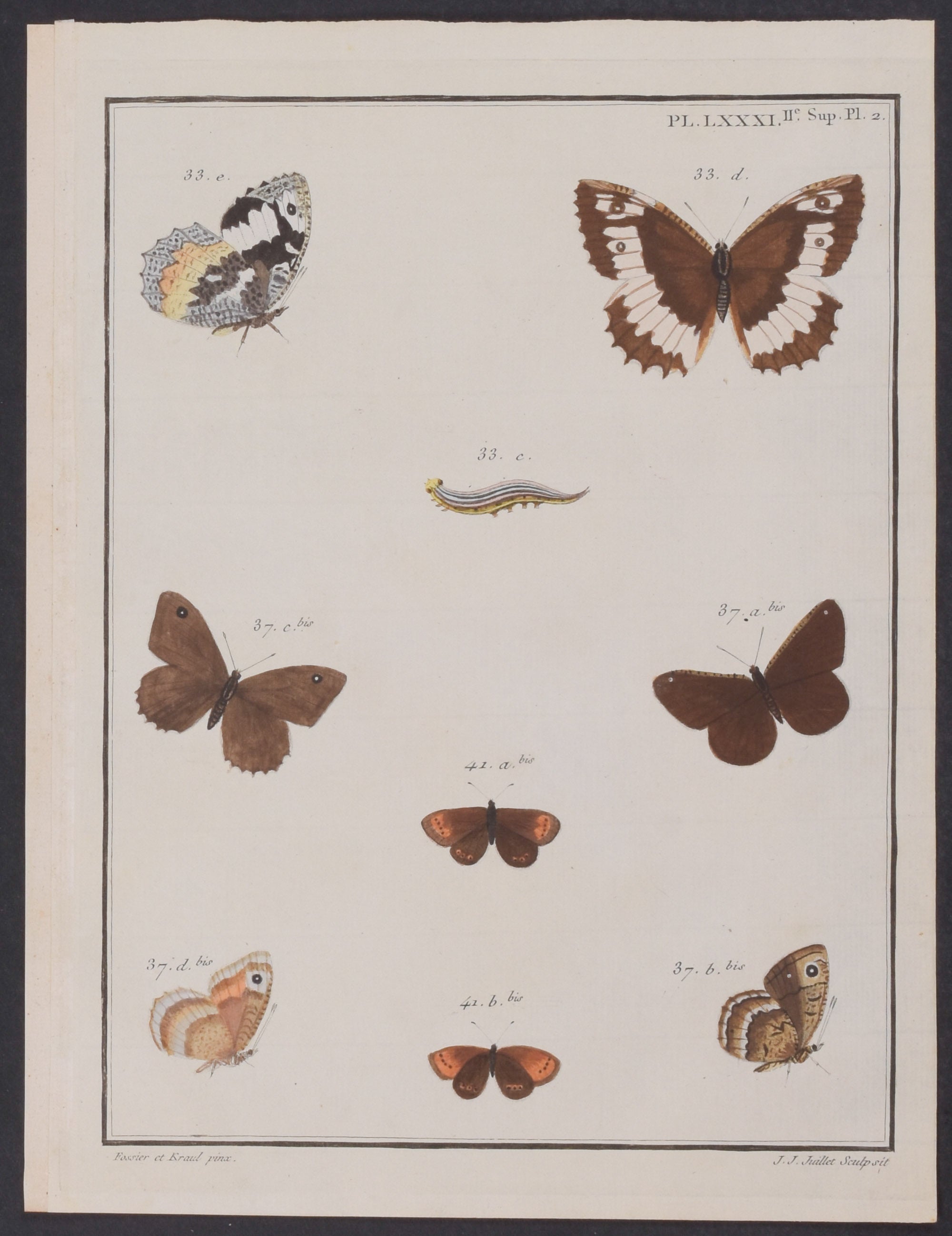 Butterfly Metamorphosis