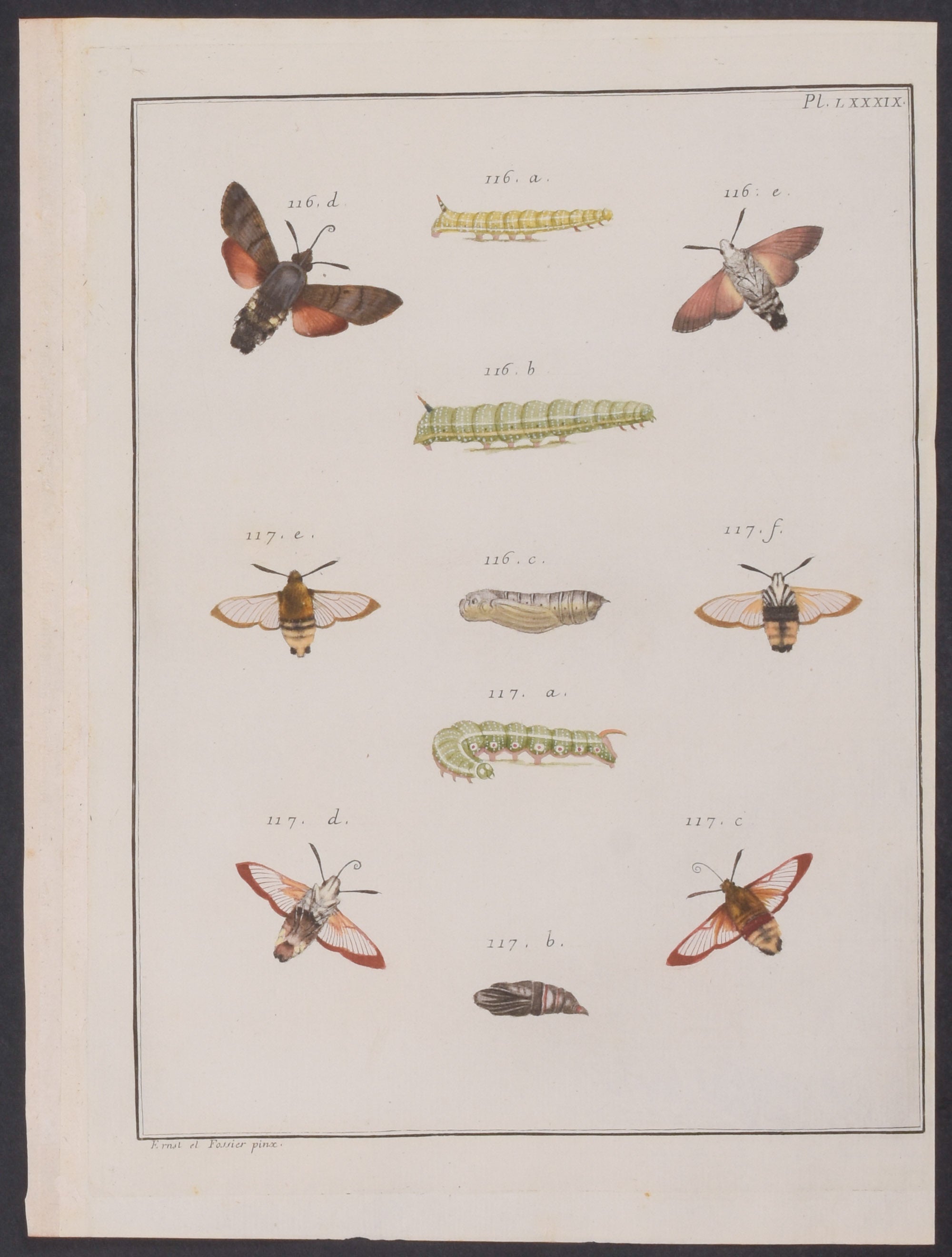 Moth Metamorphosis