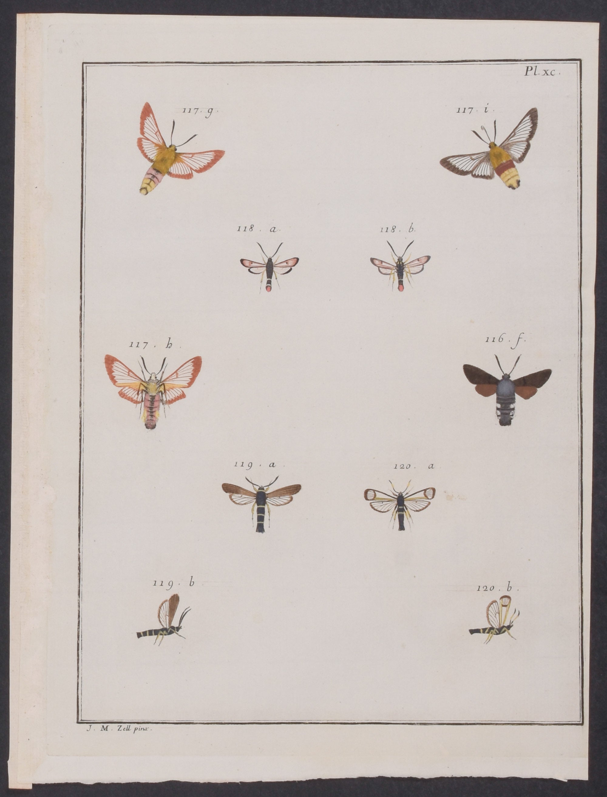 Moths & Insects