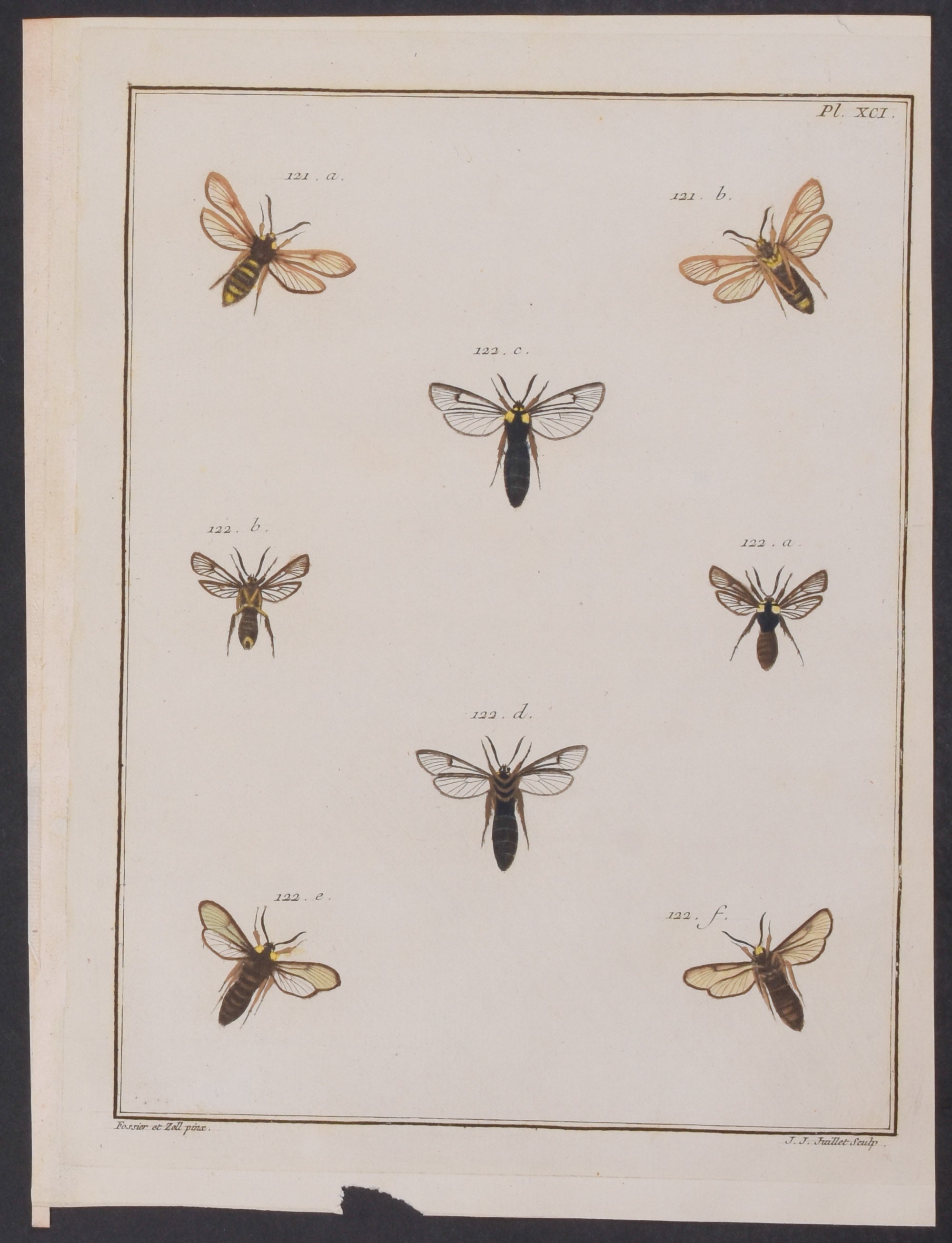 Moths & Insects