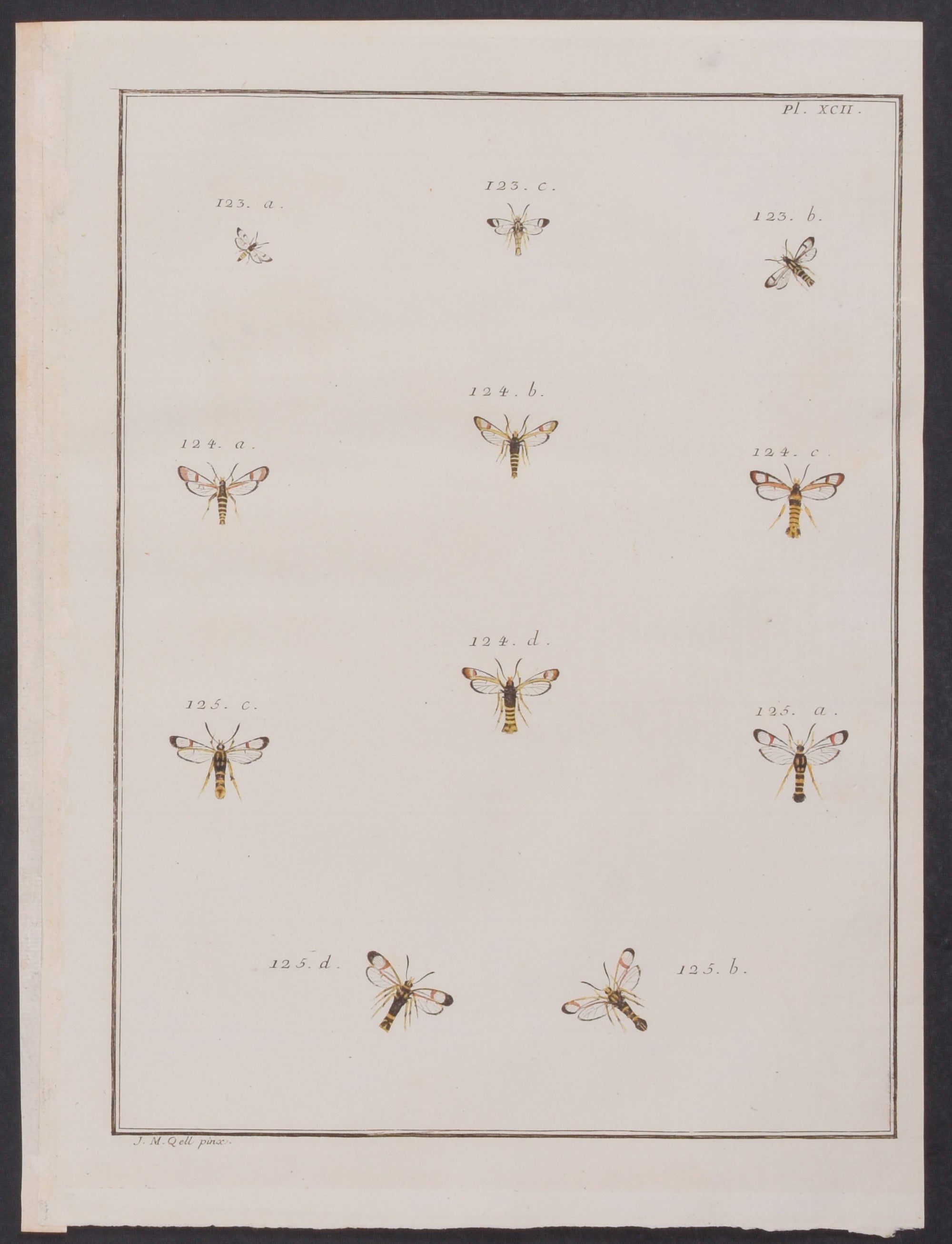 Moths & Insects