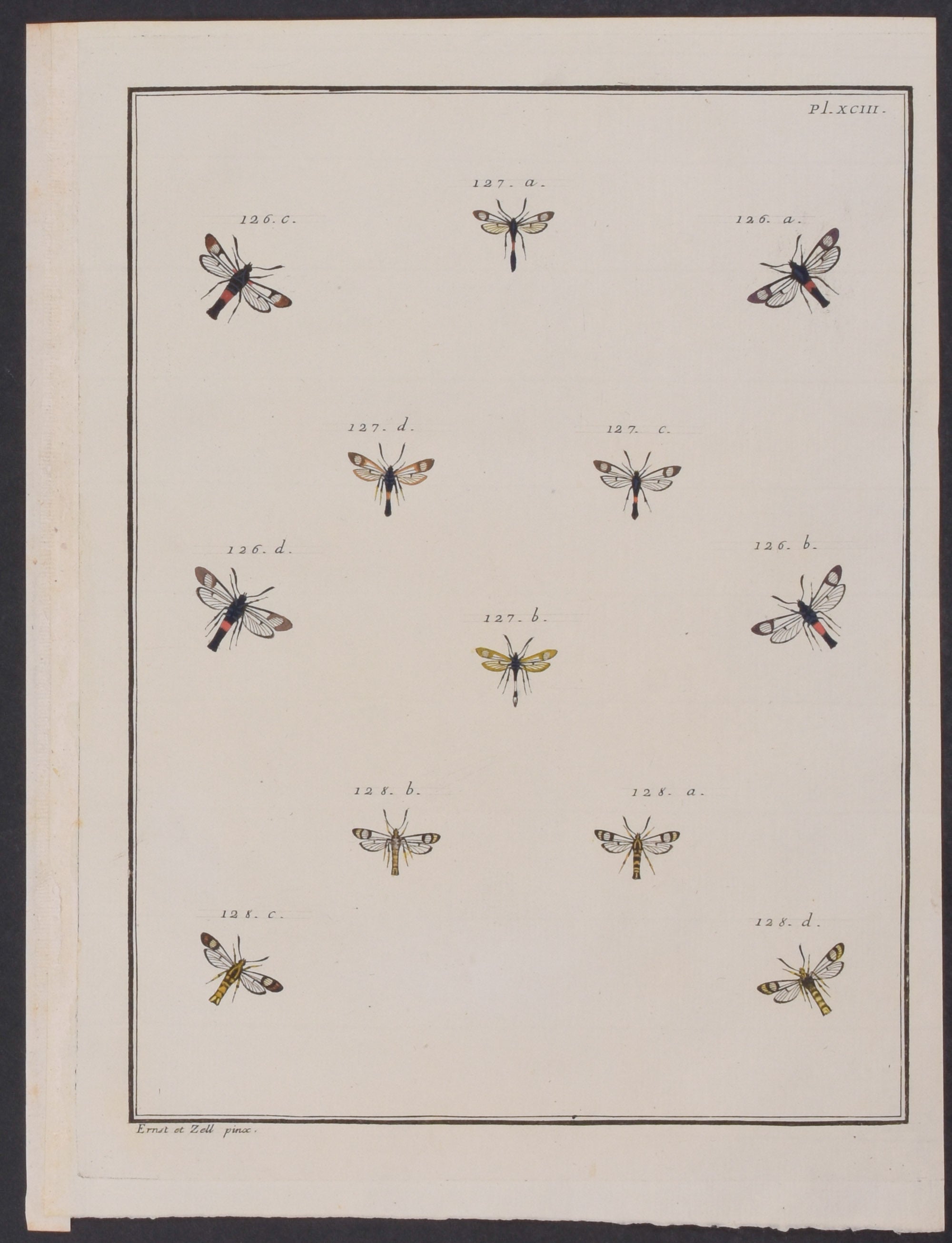 Moths & Insects
