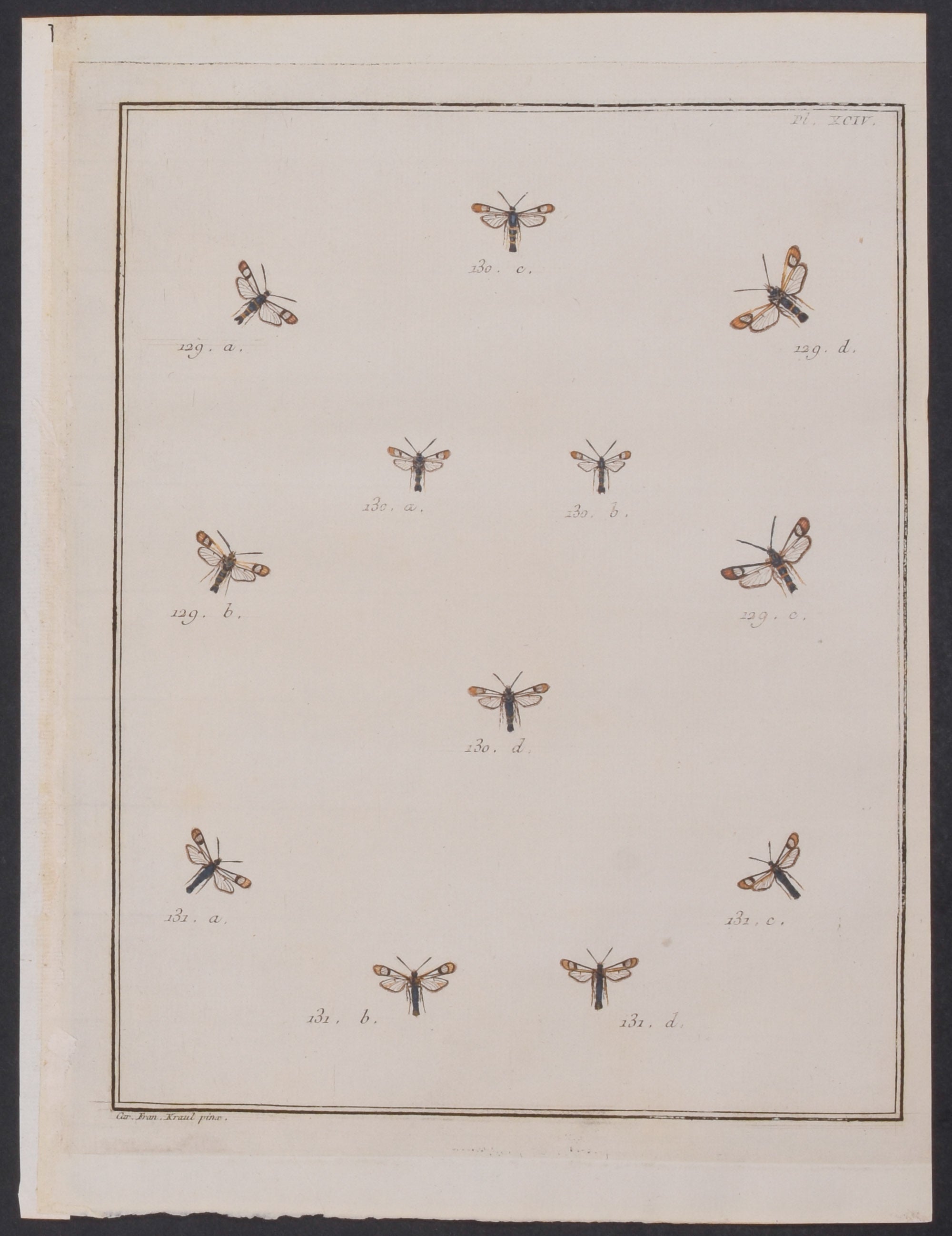 Moths & Insects
