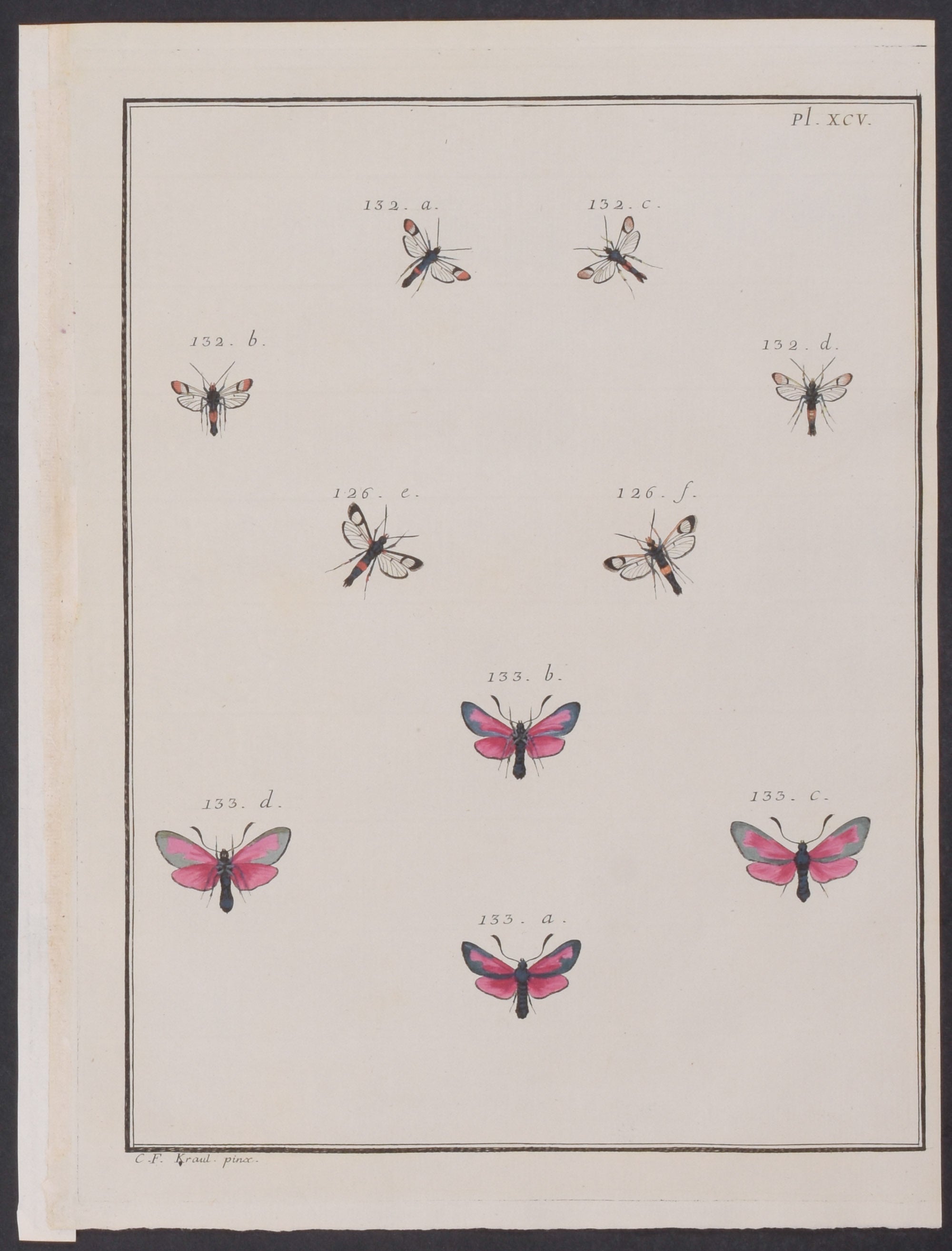 Moths & Insects