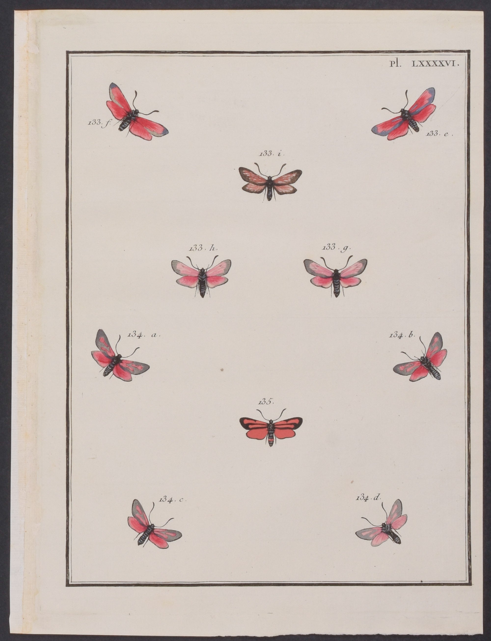 Moths & Insects